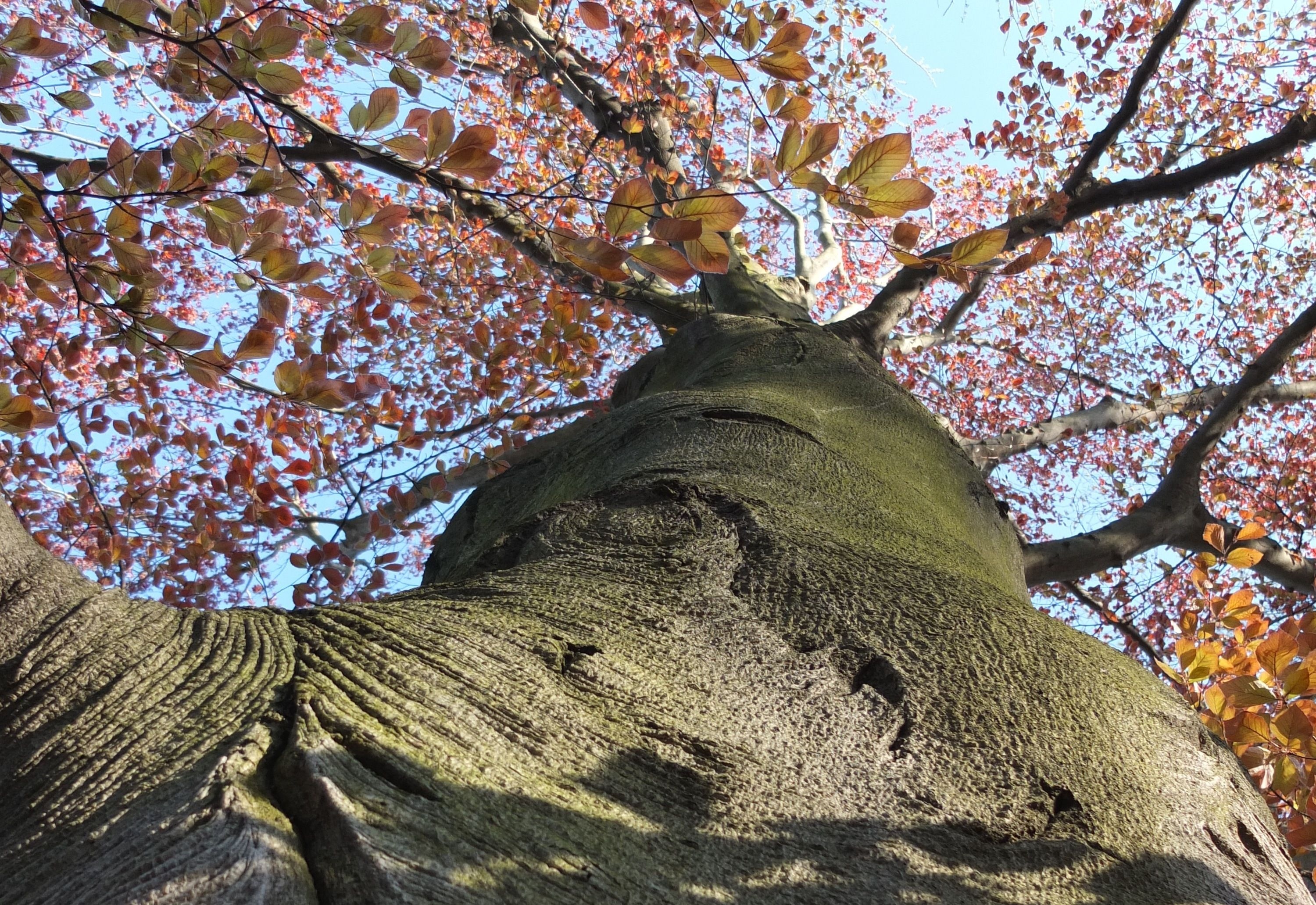 Trunk, Beech Tree Wallpaper, 3000x2070 HD Desktop