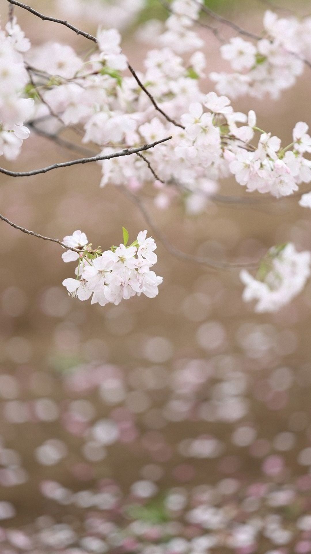 Blooming sakura branch, White cherry blossoms, Soft pink bokeh, Full HD Phone wallpaper