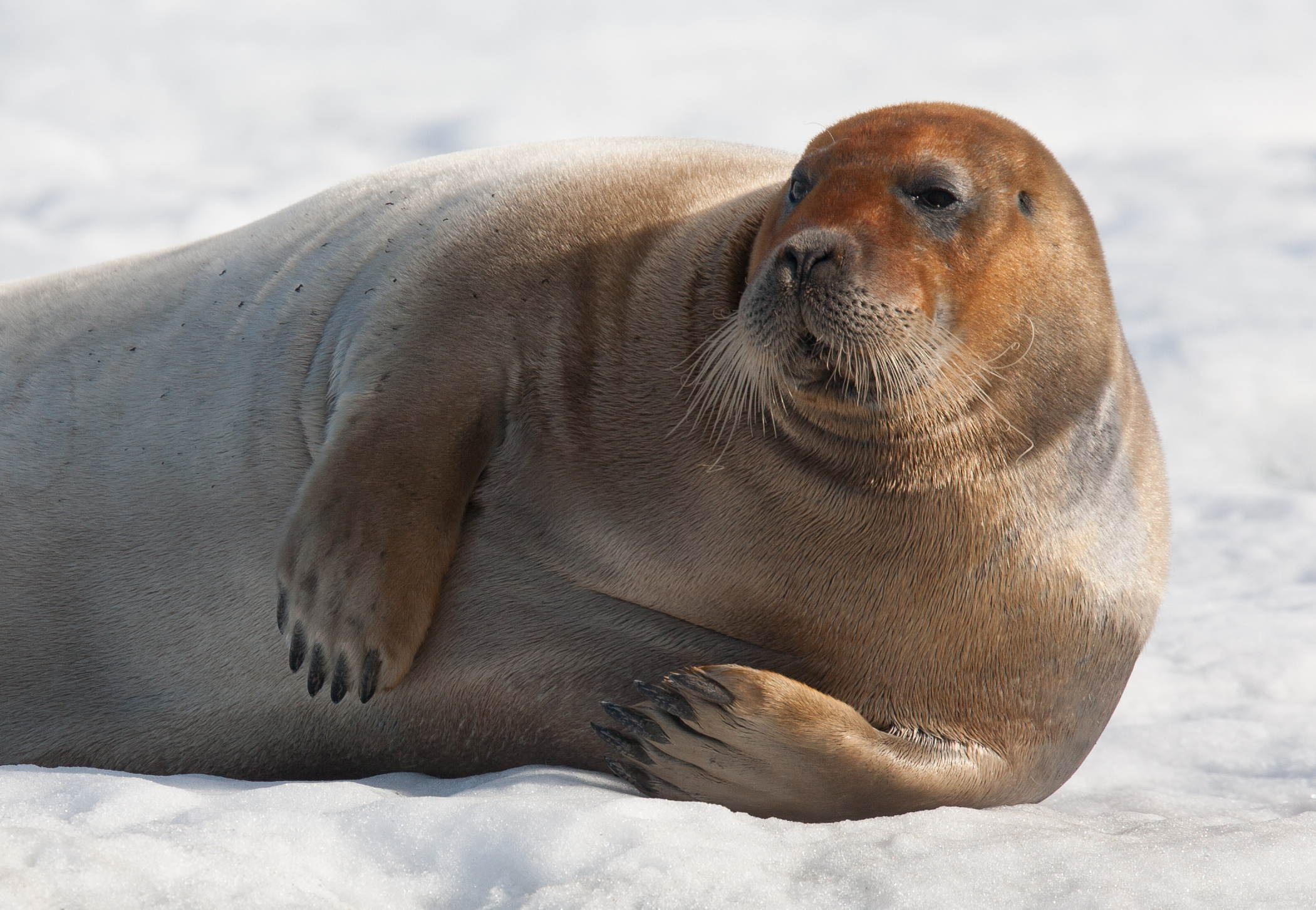 Seal species, AECO guidelines, Respectful wildlife encounters, Arctic environments, 2110x1460 HD Desktop