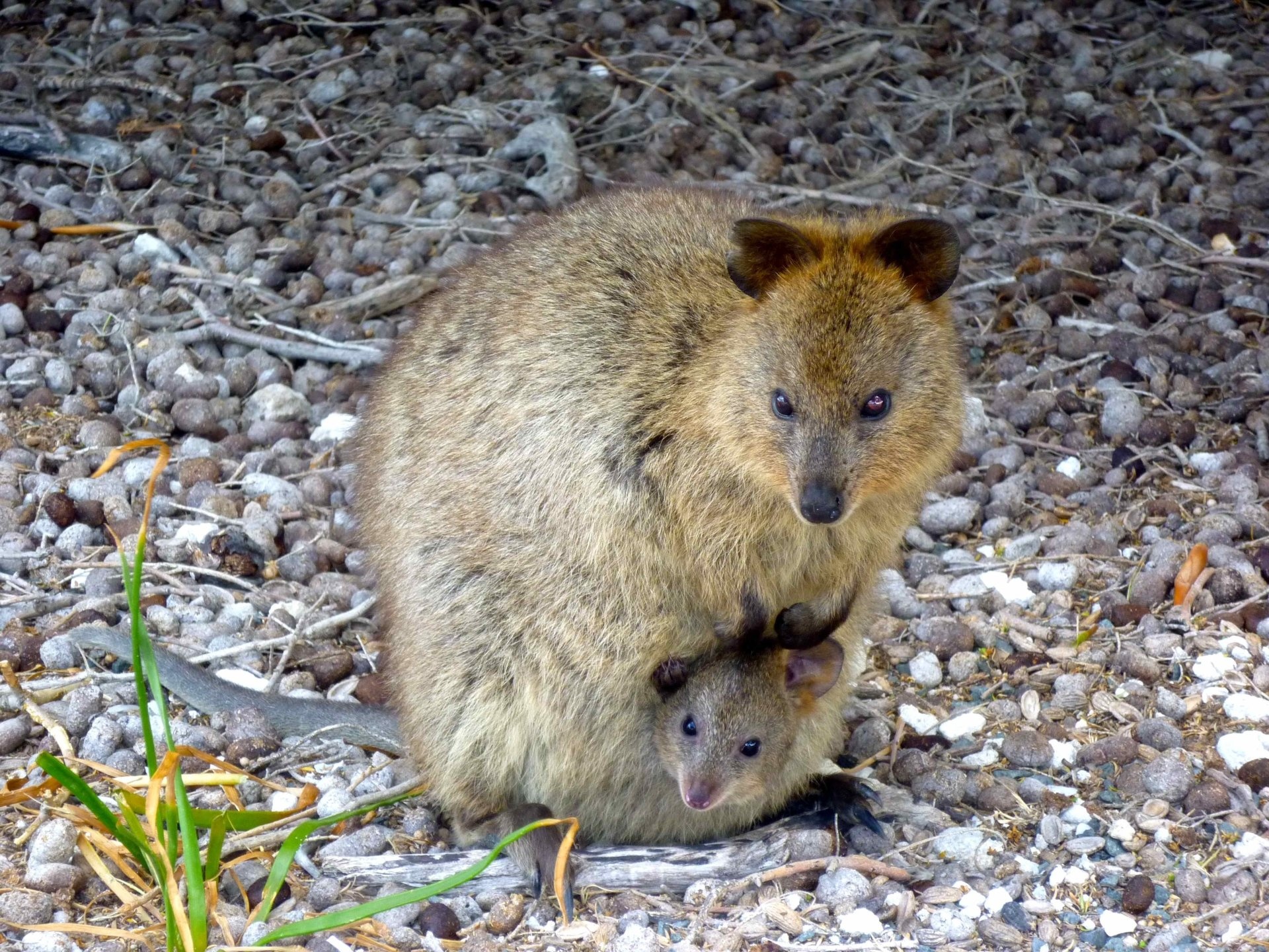 4K quokka wallpapers, High-resolution images, Quokka beauty, Desktop backgrounds, 1920x1440 HD Desktop