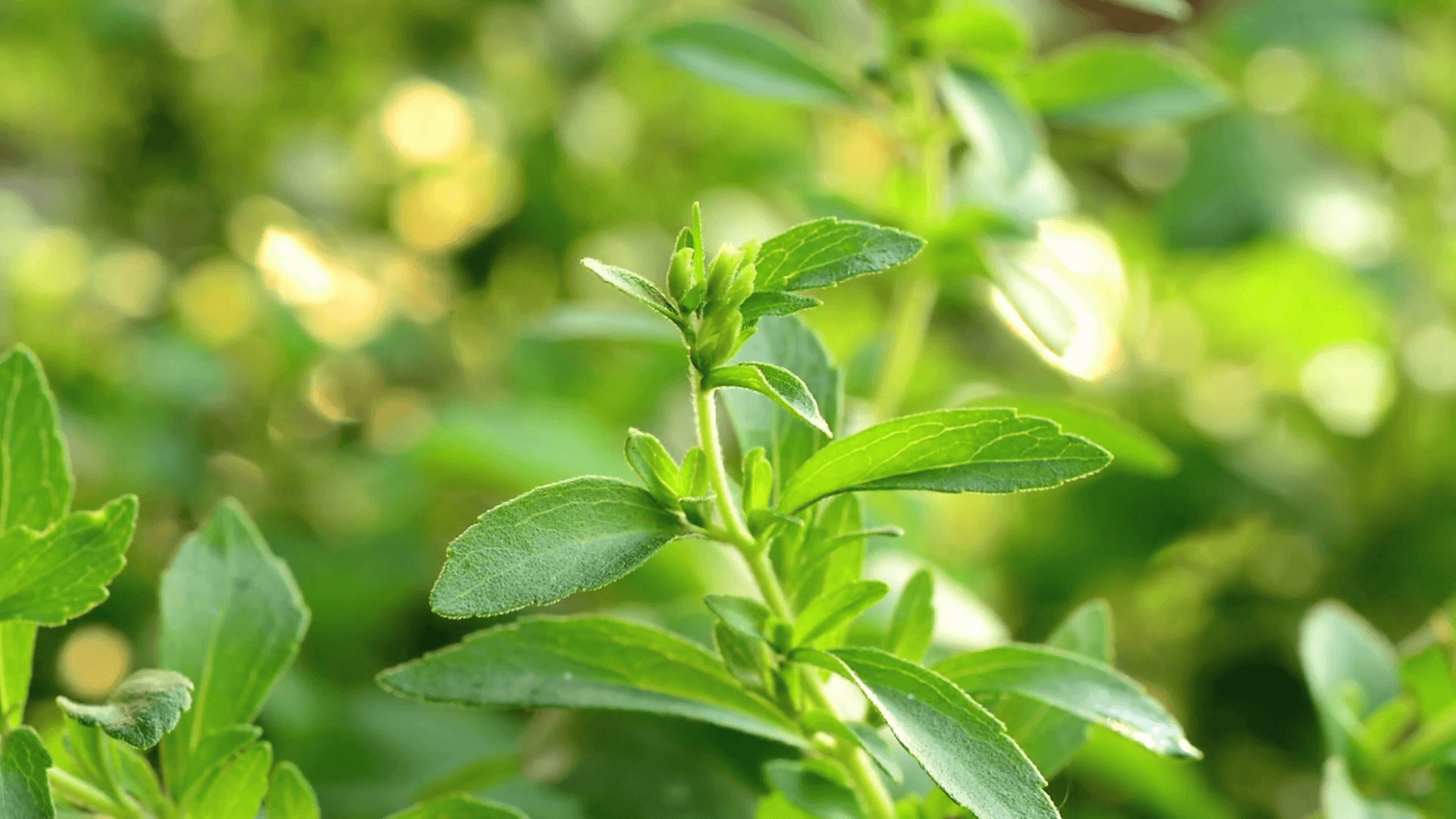 Stevia, Sweetener, Wallpapers, Food, 1920x1080 Full HD Desktop