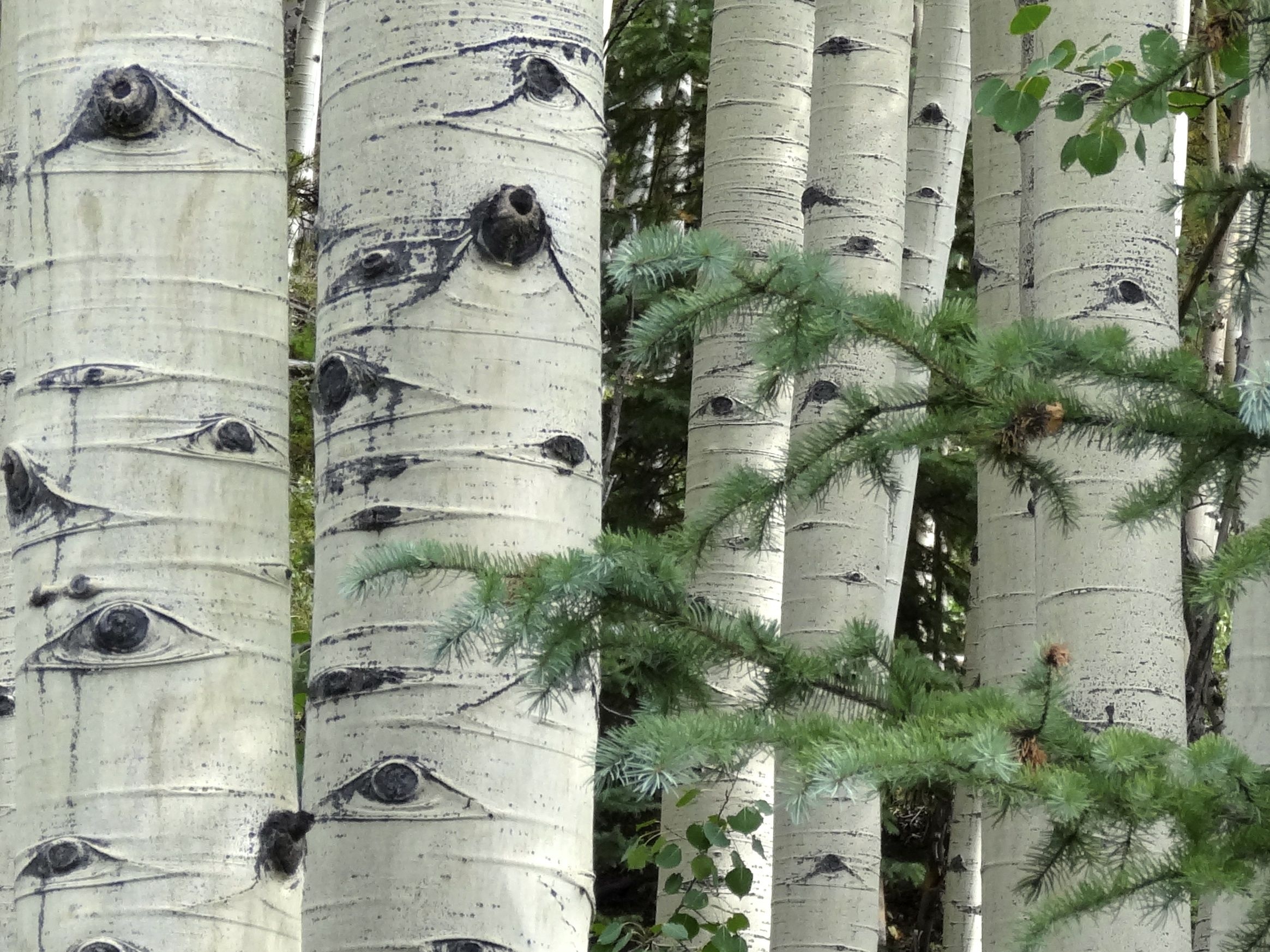 Normal stand of aspens, Nature's eyes, Art in the making, American gothic beauty, 2330x1750 HD Desktop