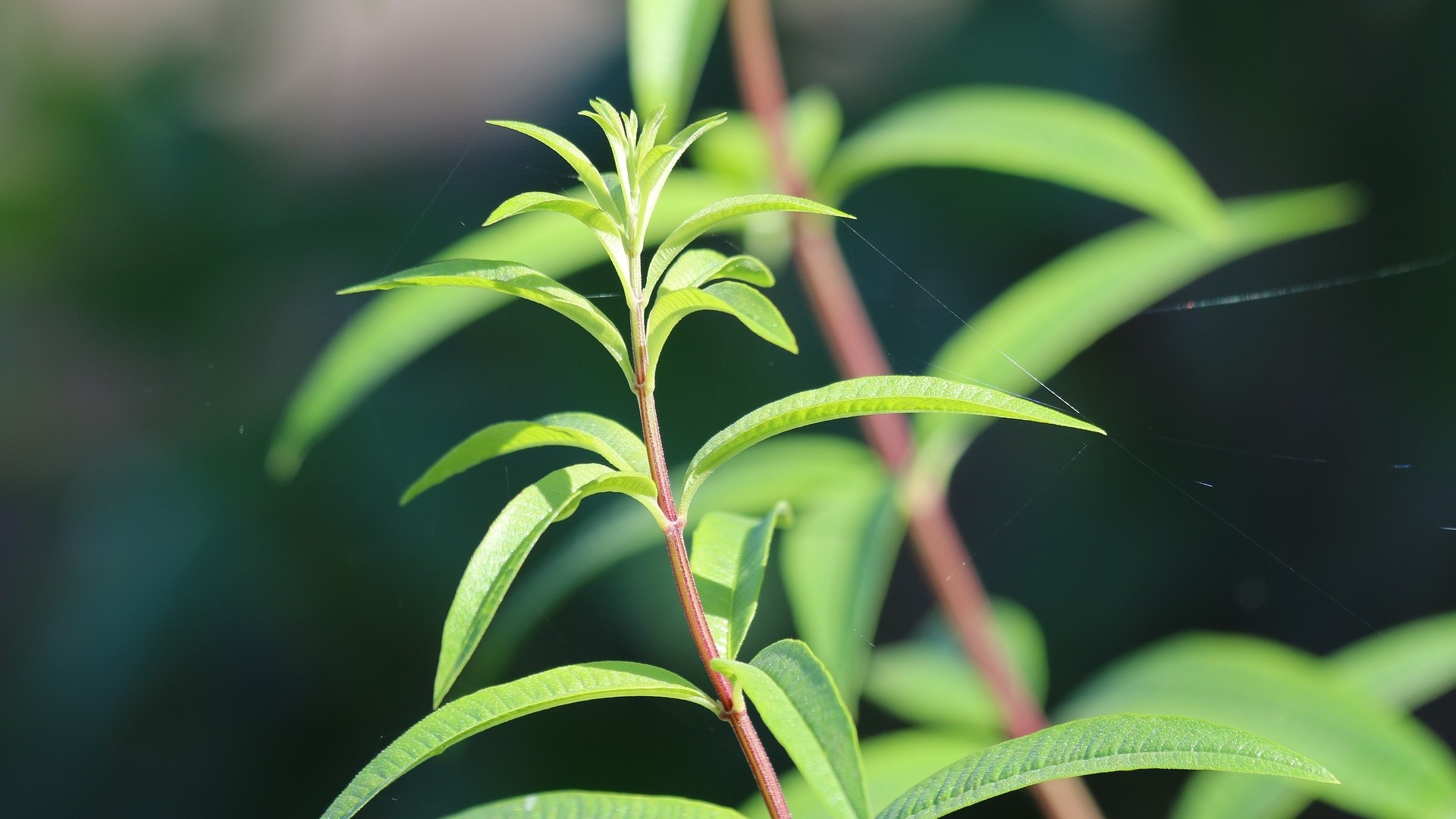 Zitronengras anbauen, Useful properties, Lemon verbena, Growing, 1920x1080 Full HD Desktop