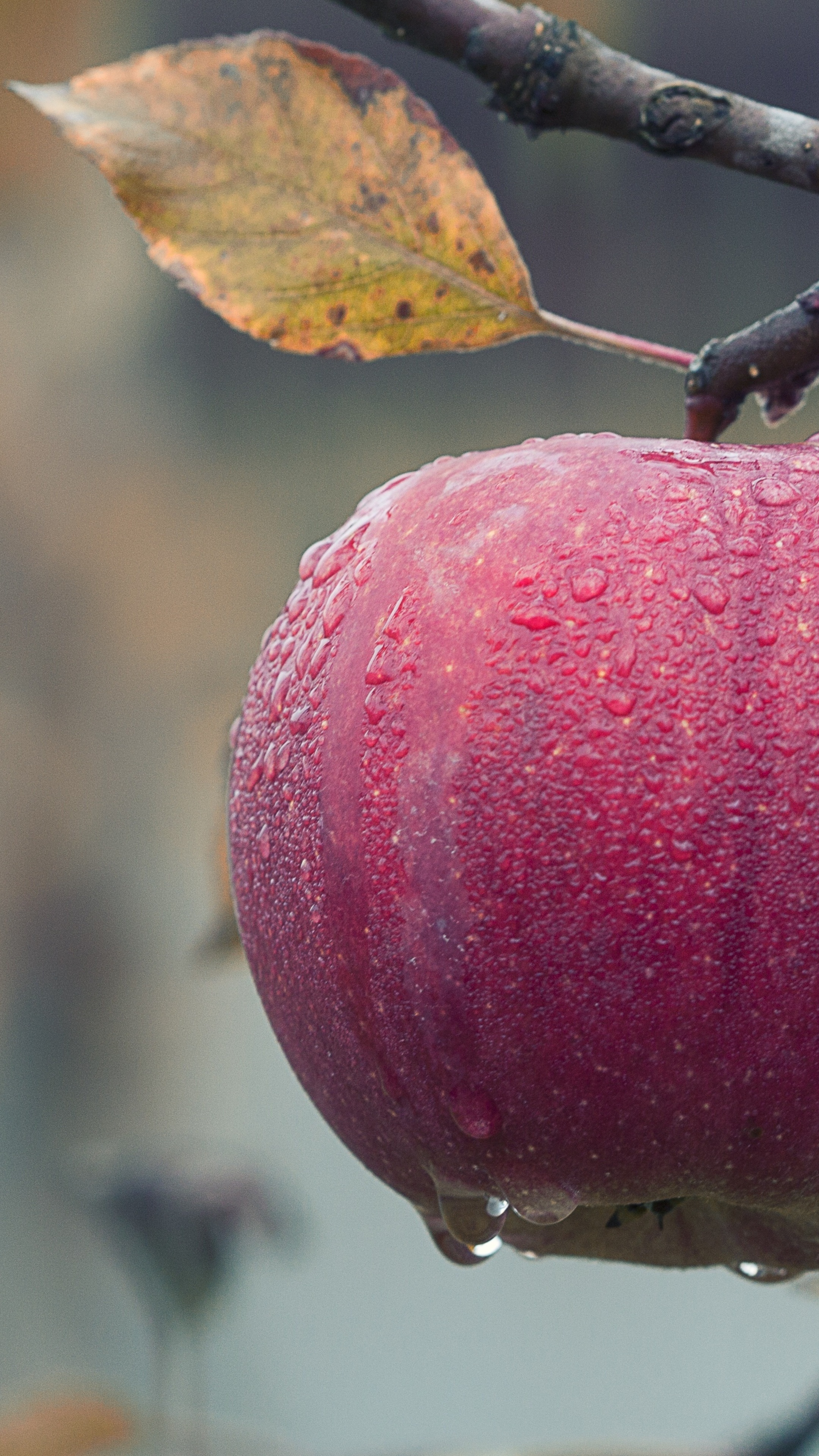 Apple on a tree branch, Sony Xperia, HD 4K wallpapers, Nature's glory, 2160x3840 4K Phone