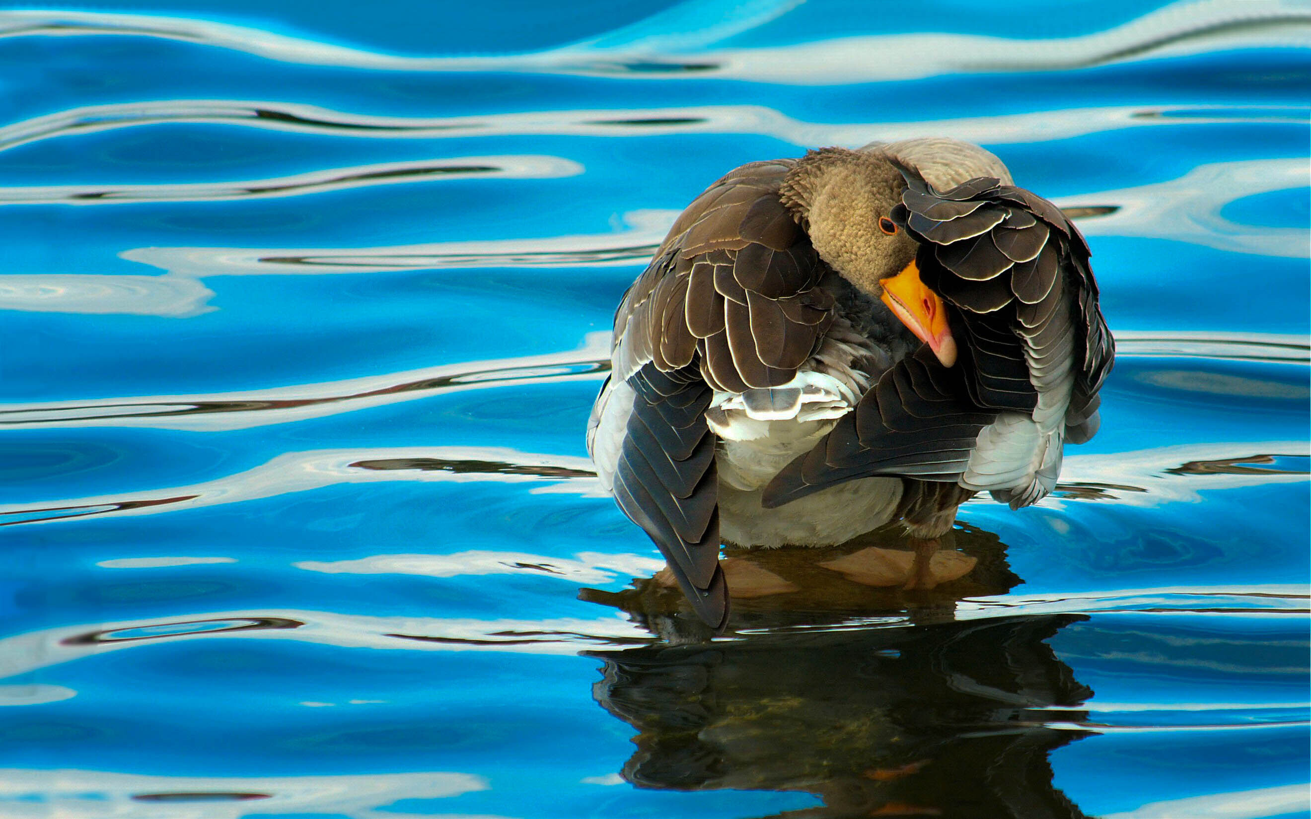 Beautiful duck, Graceful waterfowl, Feathered creatures, Natural habitats, 2640x1650 HD Desktop