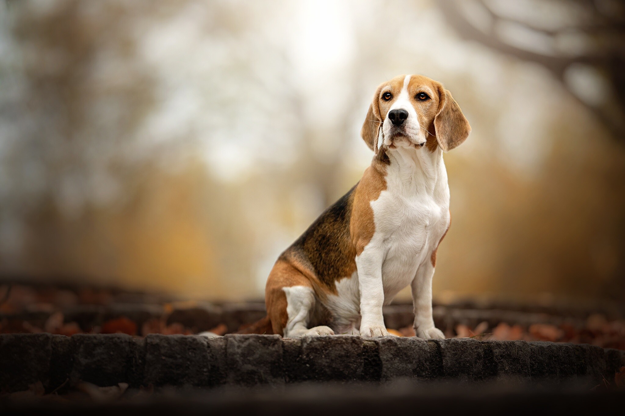 Beagle, Autumn scenery, Nature's beauty, Dog in focus, 2050x1370 HD Desktop