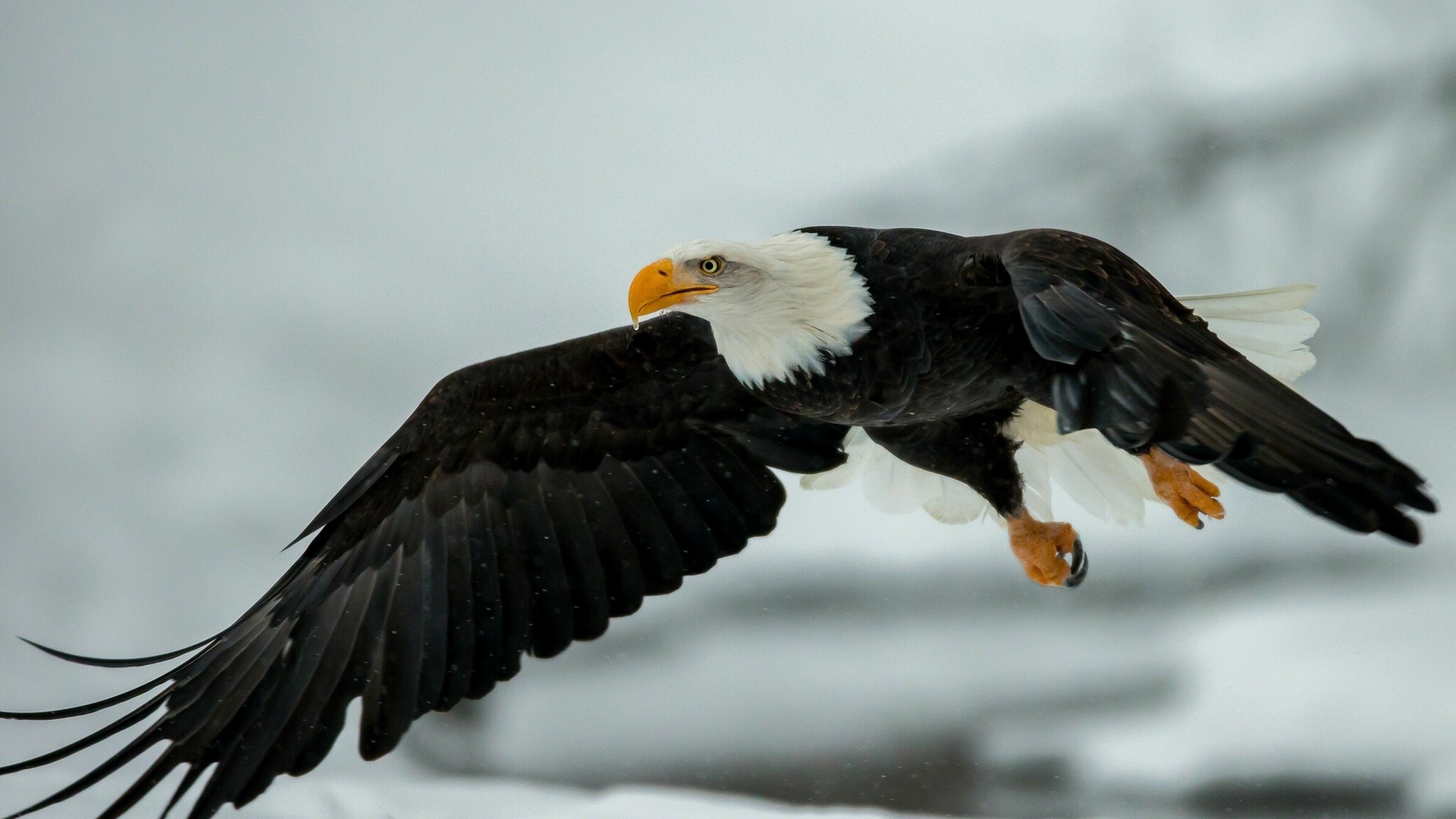 4K eagle wallpapers, Stunning visuals, Captivating beauty, Free download, 3840x2160 4K Desktop