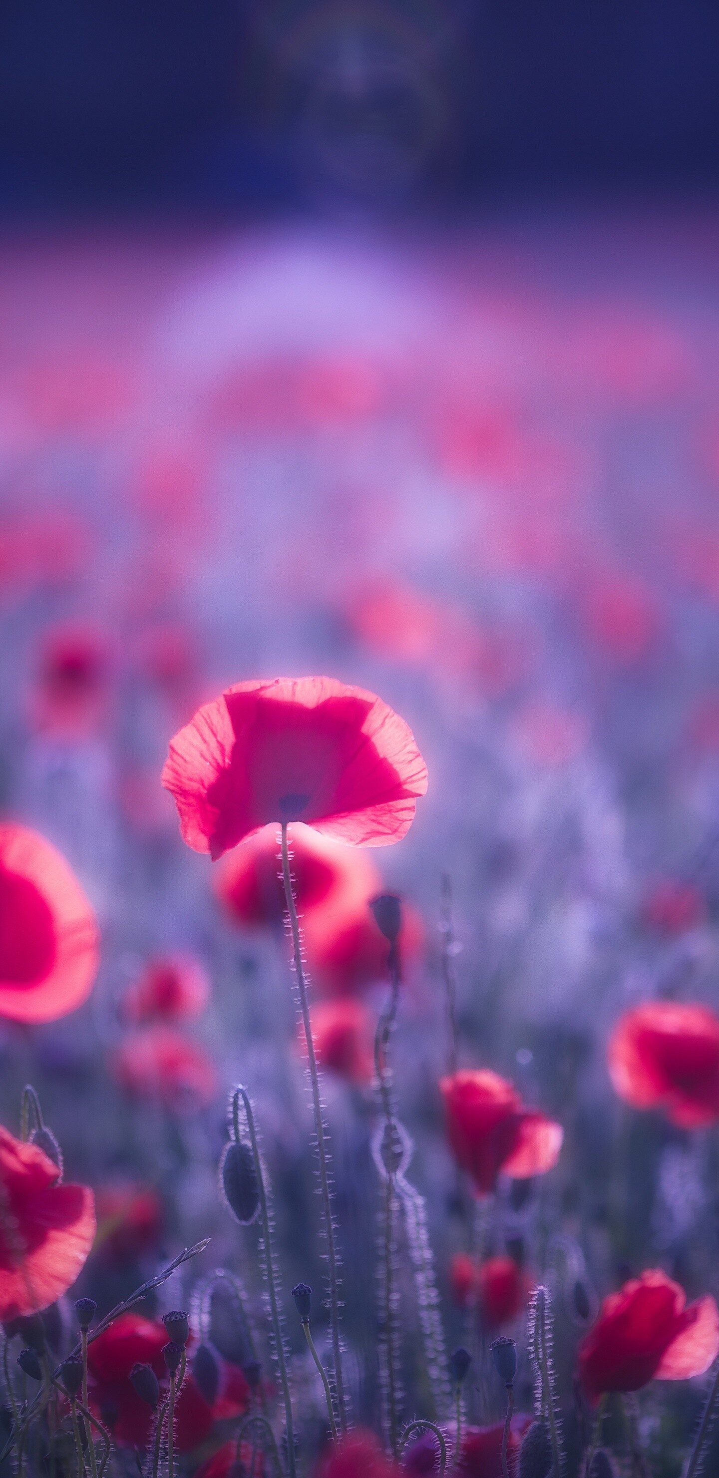 Poppy flowers 8k, Captivating floral display, Vibrant blooms, Nature's wonder, 1440x2960 HD Phone