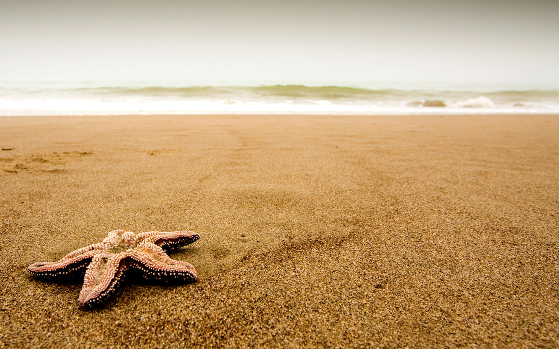 Attractive Sea Star, Amazing Starfish, Beach Wallpaper, Computer Wallpaper, 1920x1200 HD Desktop