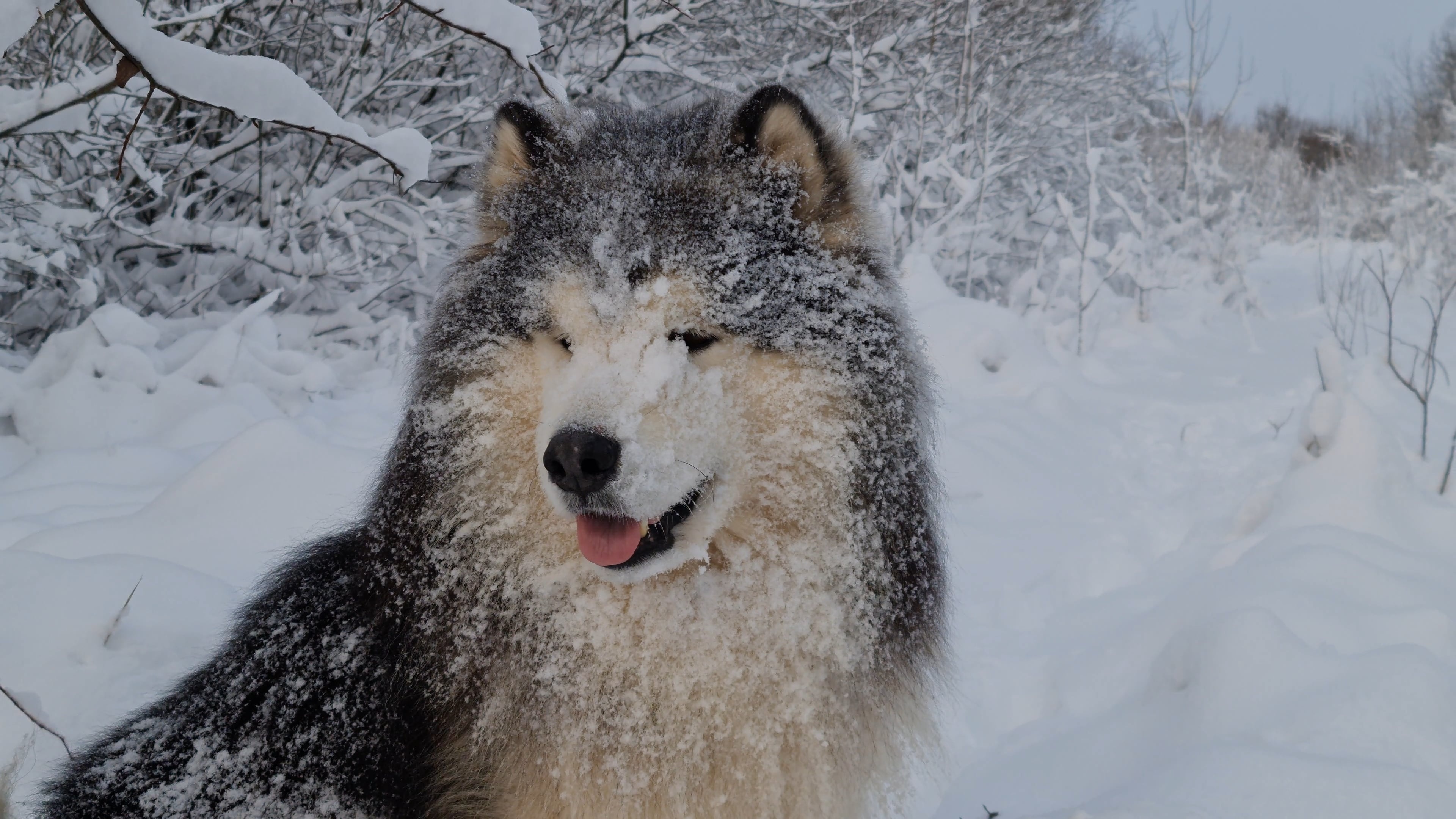 Vdeo destoc gratut, Alaskan Malamute, Animal gos, Alaskan Malamute video, 3840x2160 4K Desktop