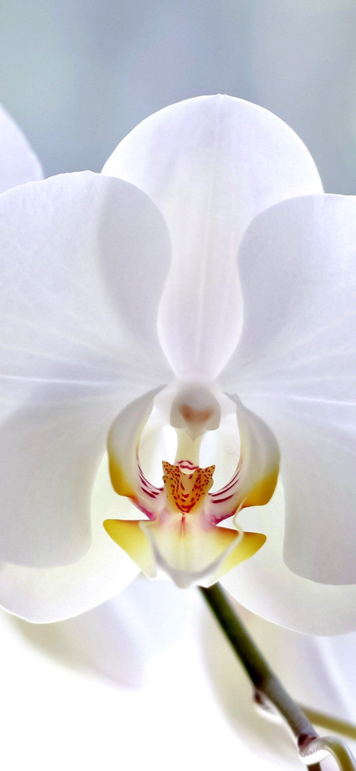 Pure white orchid, iPhone wallpaper, Floral elegance, Stylish background, 1170x2540 HD Phone