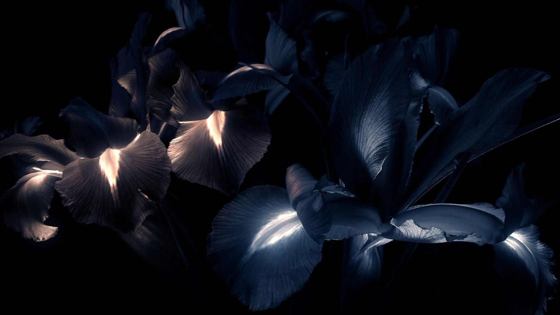Black Iris Wallpaper posted by Ryan Sellers 1920x1080