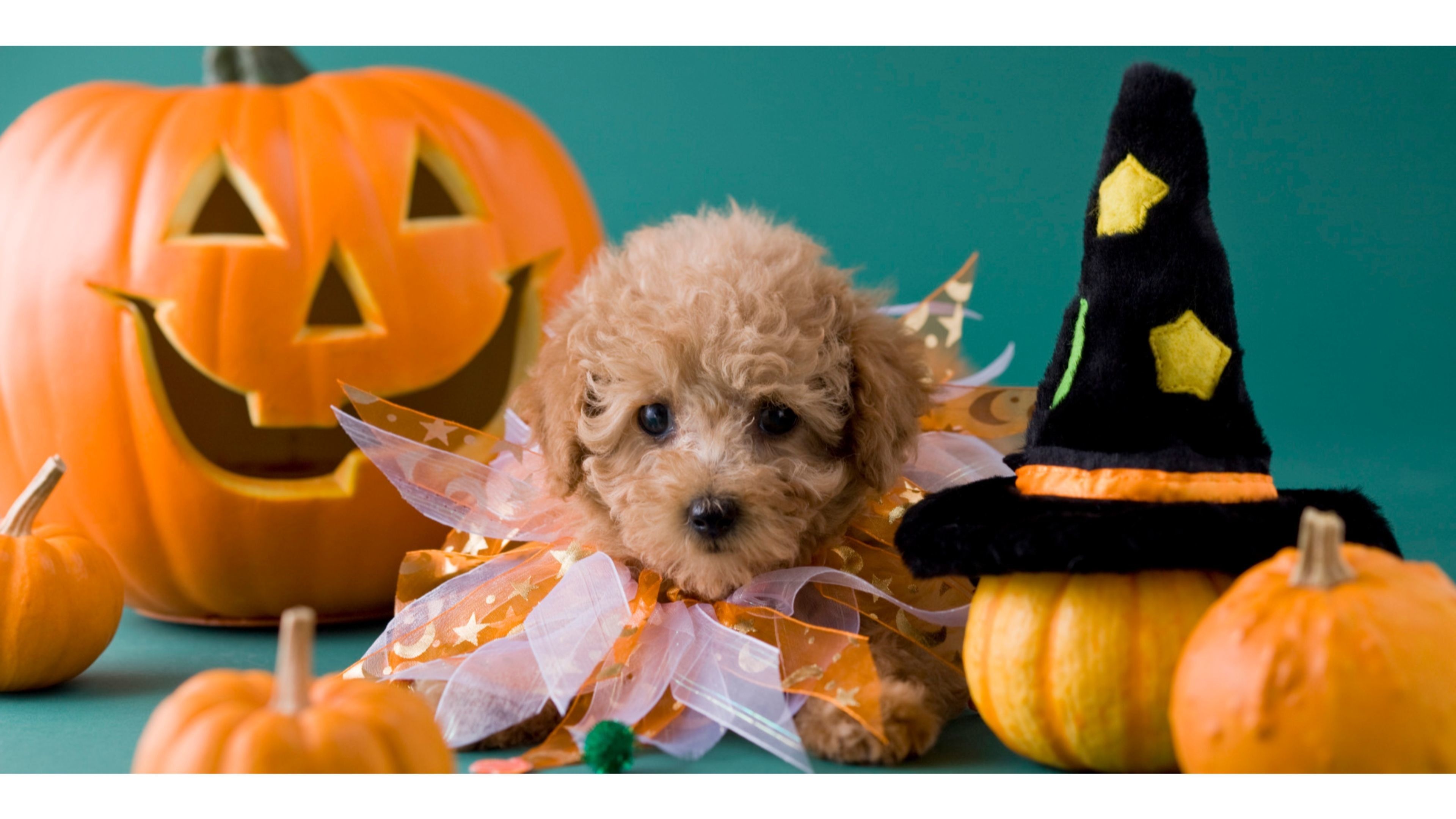 Puppy, Halloween Pets Wallpaper, 3840x2160 4K Desktop
