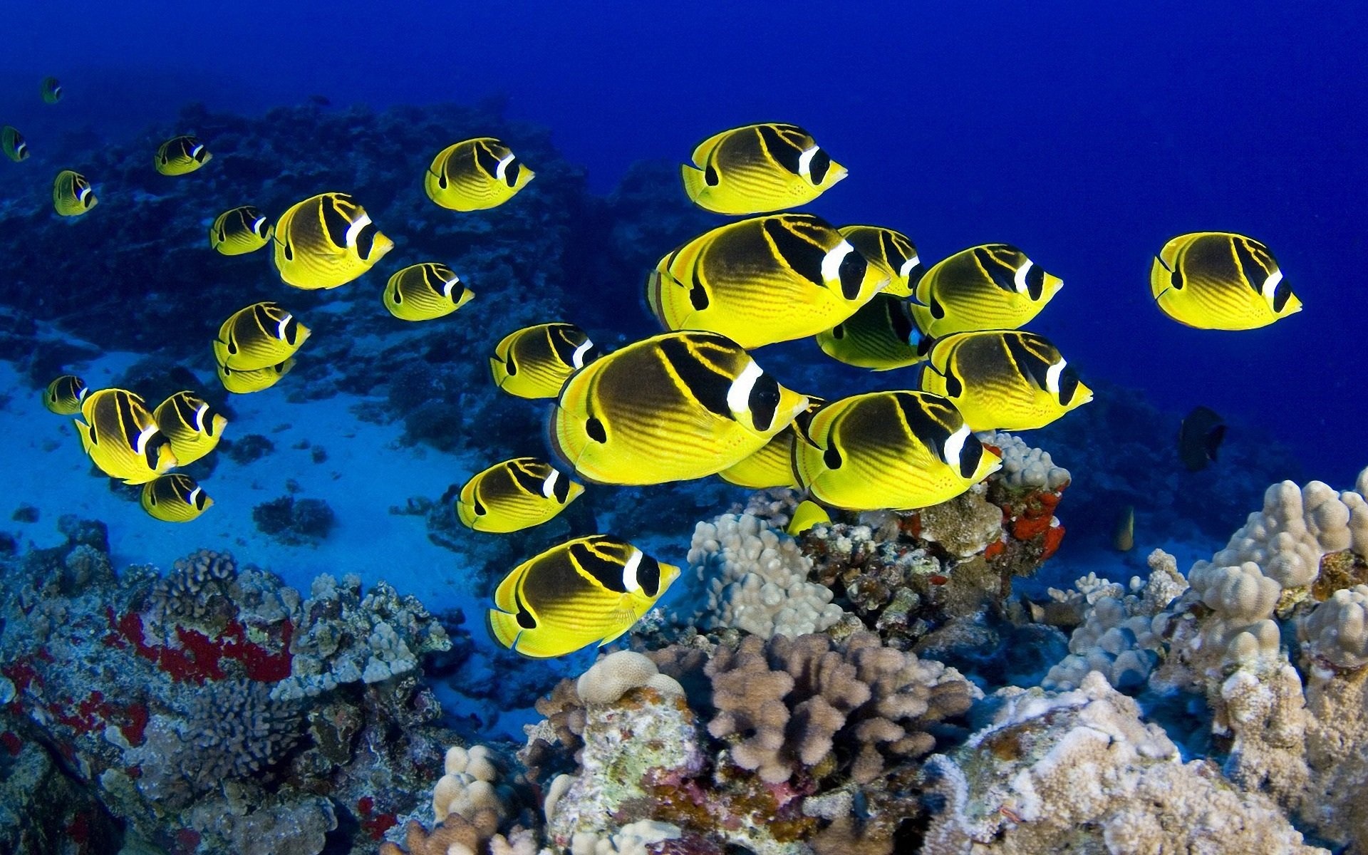 Raccoon butterflyfish school, Cauliflower coral heads, Blue reef slope, HD Desktop wallpaper