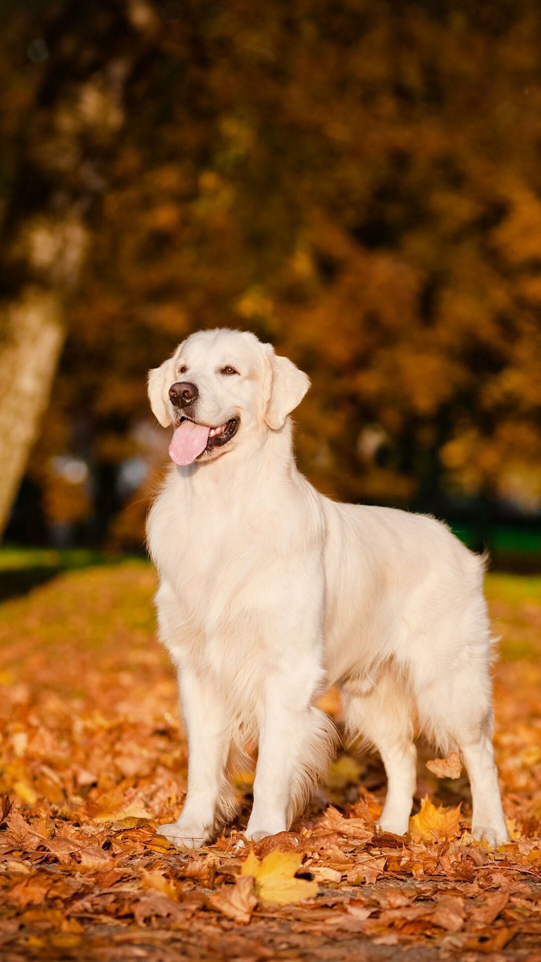 Labrador wallpaper, Posted by Sarah Walker, Beautiful and majestic, Dog lover's delight, 1080x1920 Full HD Phone