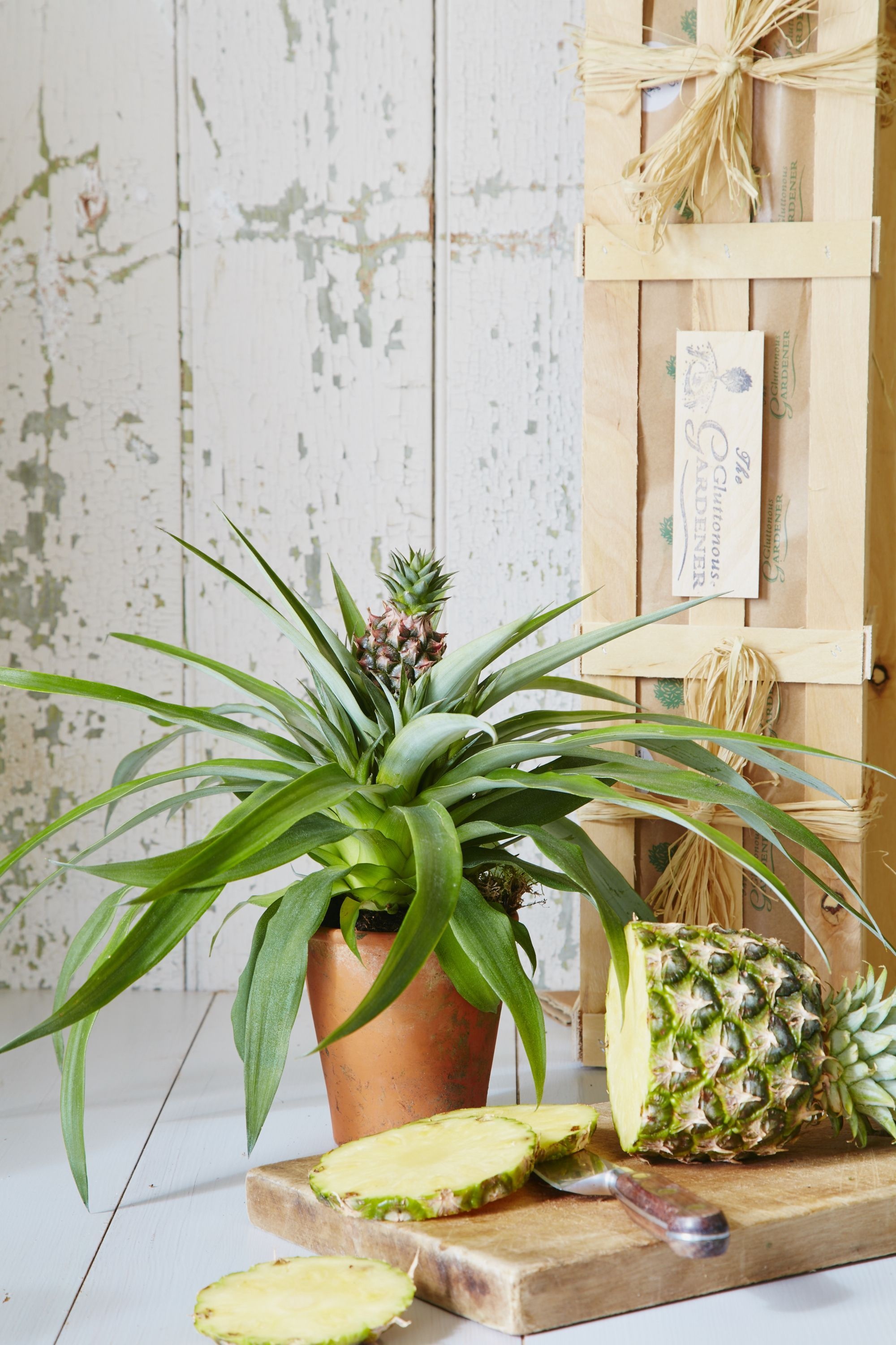 Pineapple plant, Indoor houseplants, Ornamental, Buying, 2000x3000 HD Phone