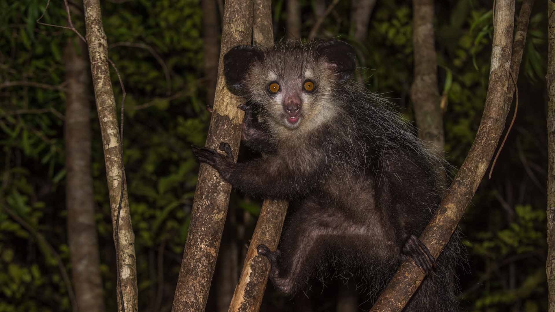 Amber Mountain, Natural World Safaris, Madagascar, 1920x1080 Full HD Desktop