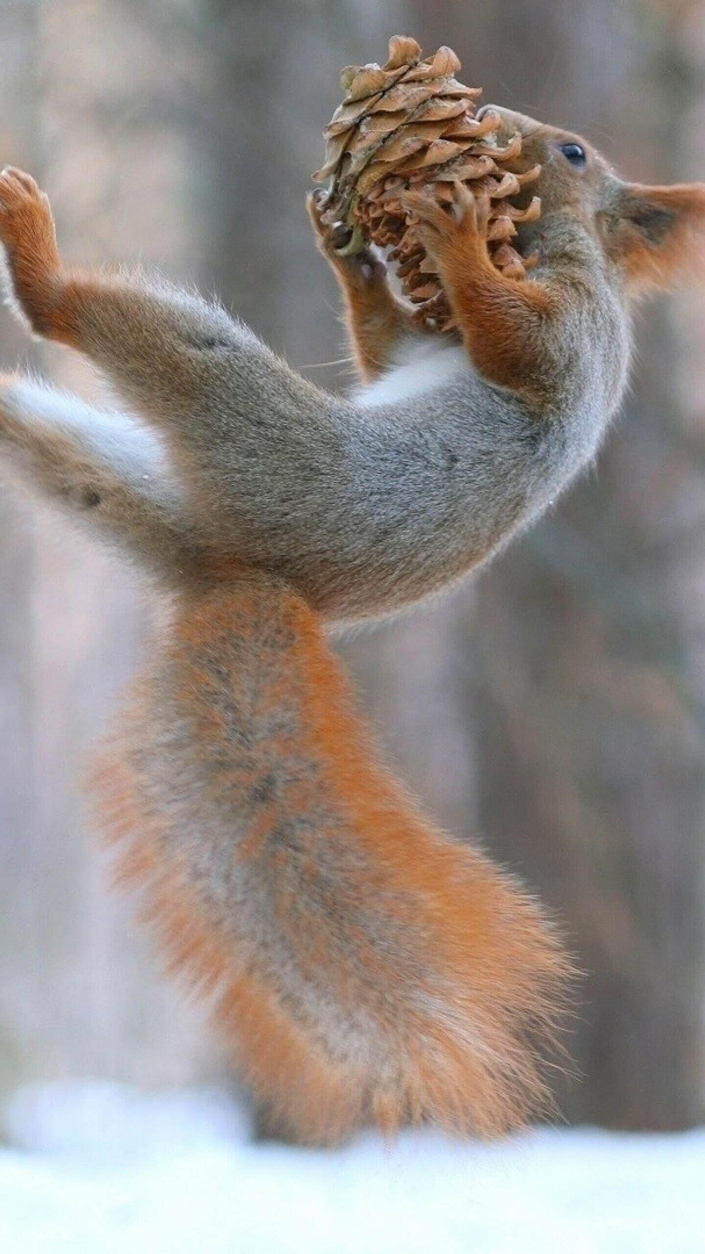 Squirrels playing in snow, Festive animal wallpaper, 1440x2560 HD Phone