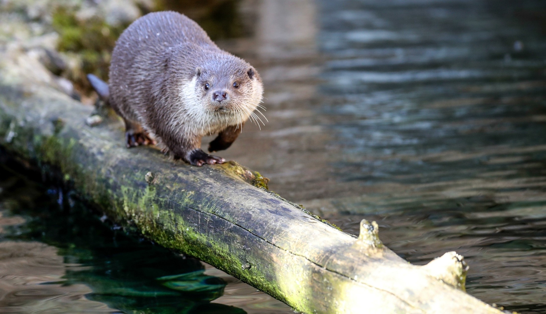 The Congo clawless, Otter Wallpaper, 2200x1270 HD Desktop