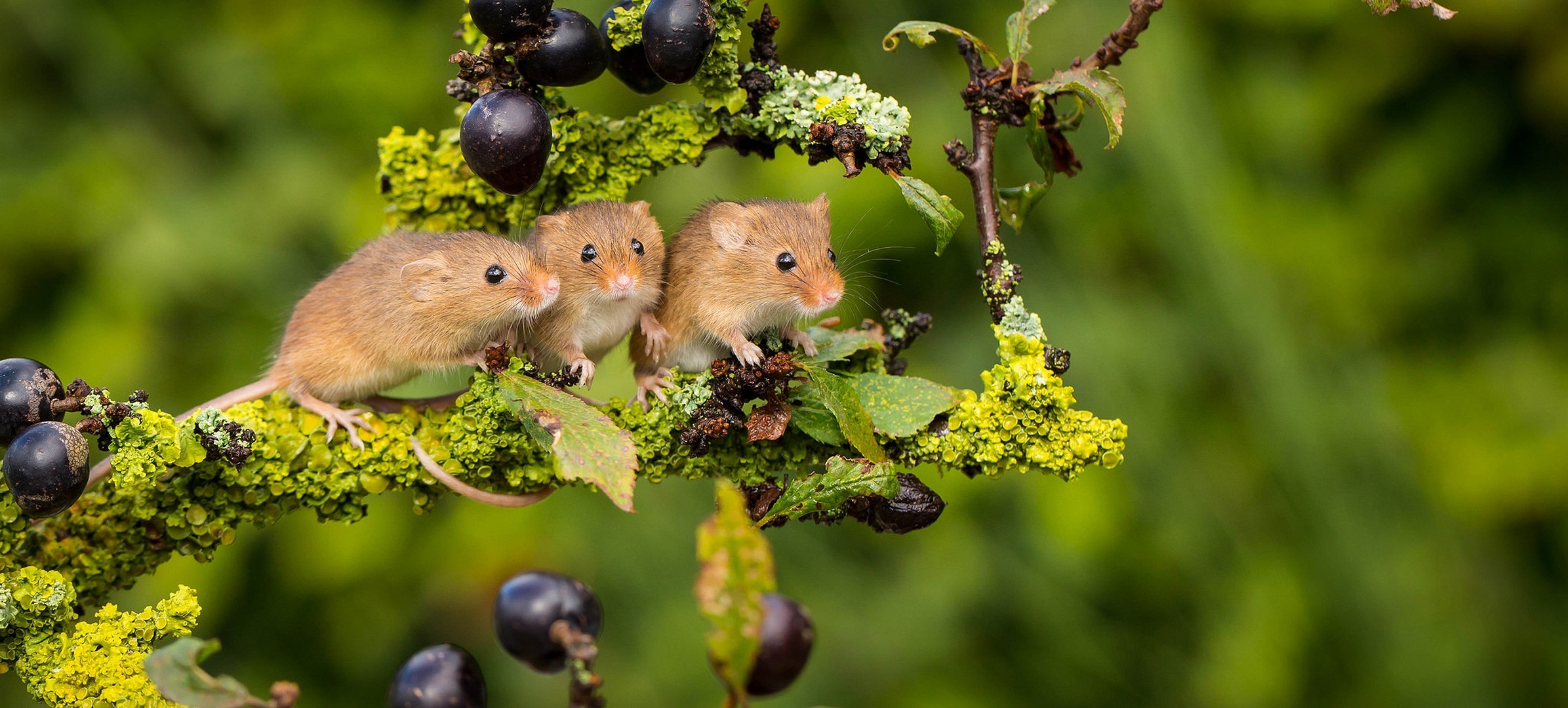 Captivating mouse wallpapers, Cute mice, Adorable creatures, Backgrounds, 2400x1080 Dual Screen Desktop