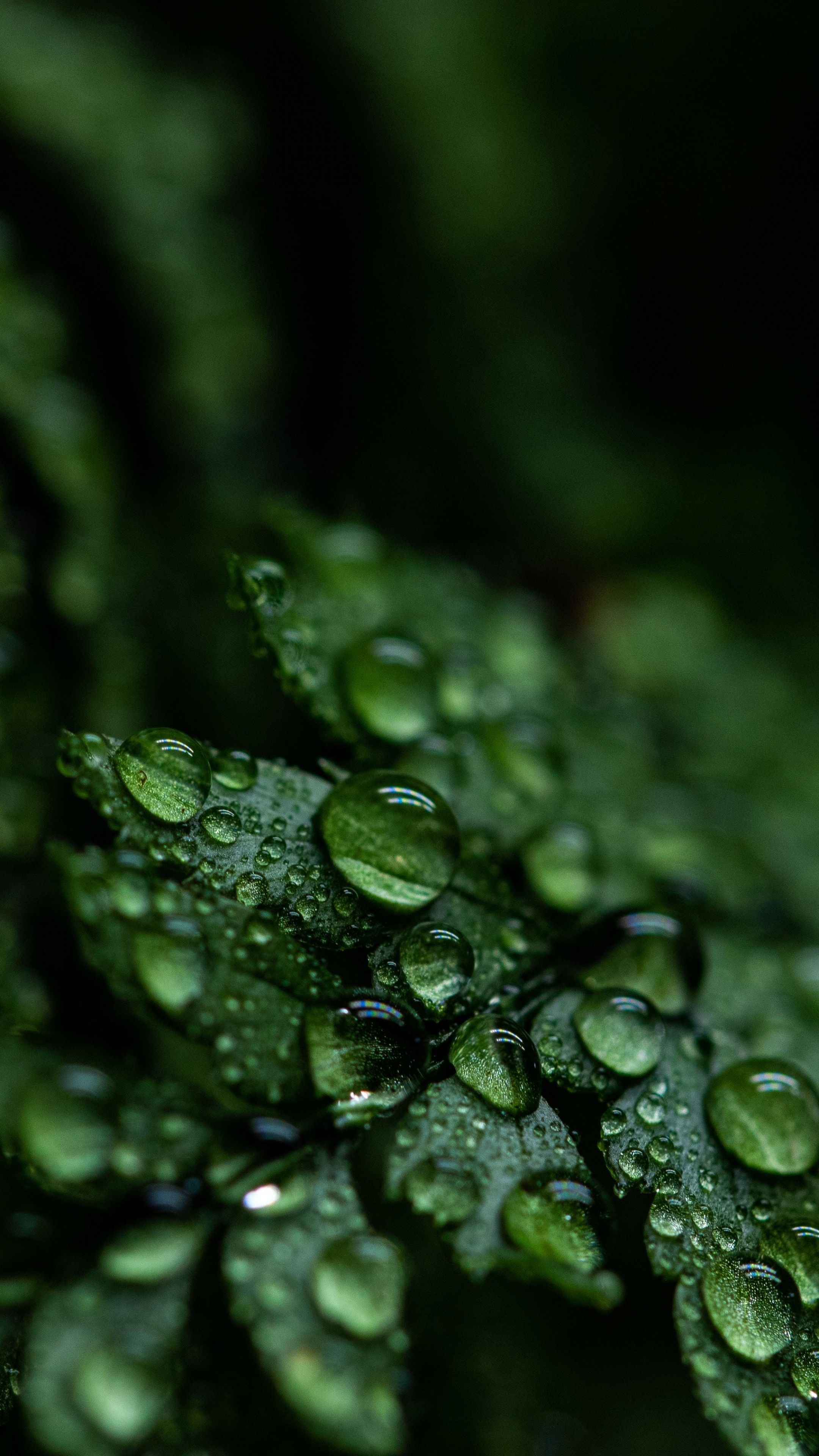 Green Leaf, Drops close up, Leaf droplets, Dark green aesthetic, 2160x3840 4K Phone