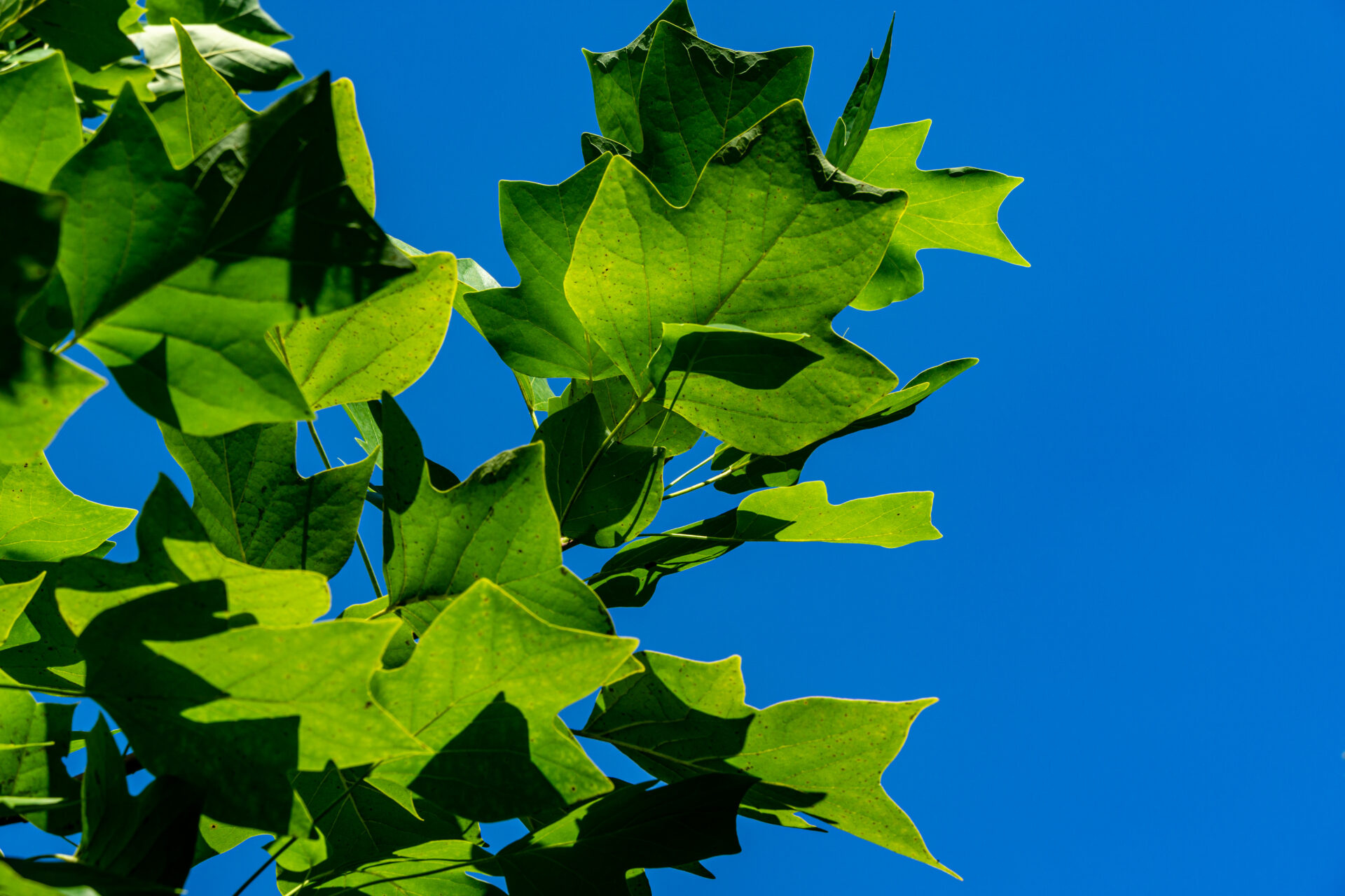 Tulip Tree, Cold Stream Farm, Deciduous Trees, Liriodendron Tulipifera, 1920x1280 HD Desktop