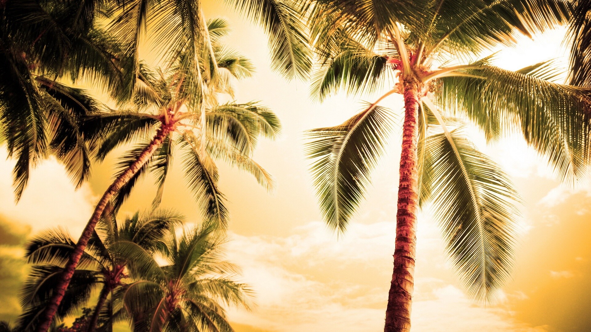 Palm Tree, HD palm tree wallpapers, Tropical paradise, Nature's wonders, 1920x1080 Full HD Desktop