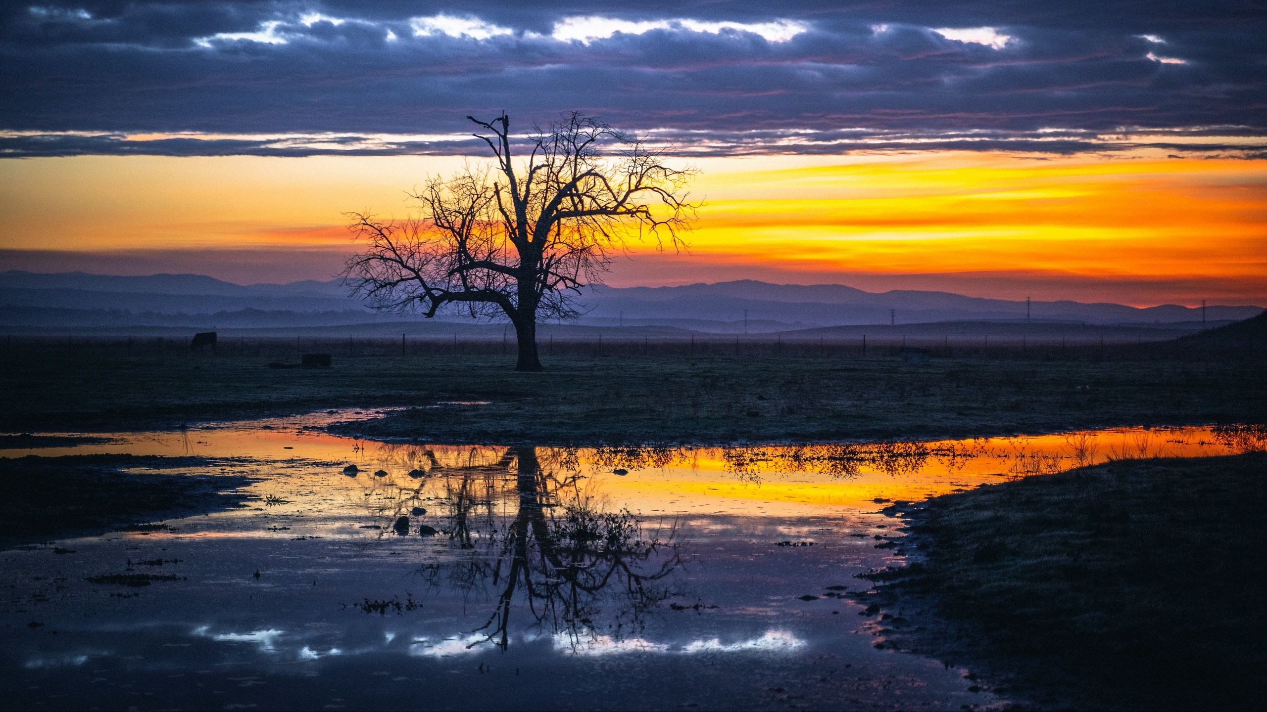 solitary bare tree silhouette, wetland puddle reflection, golden dusk horizon, HD Desktop wallpaper