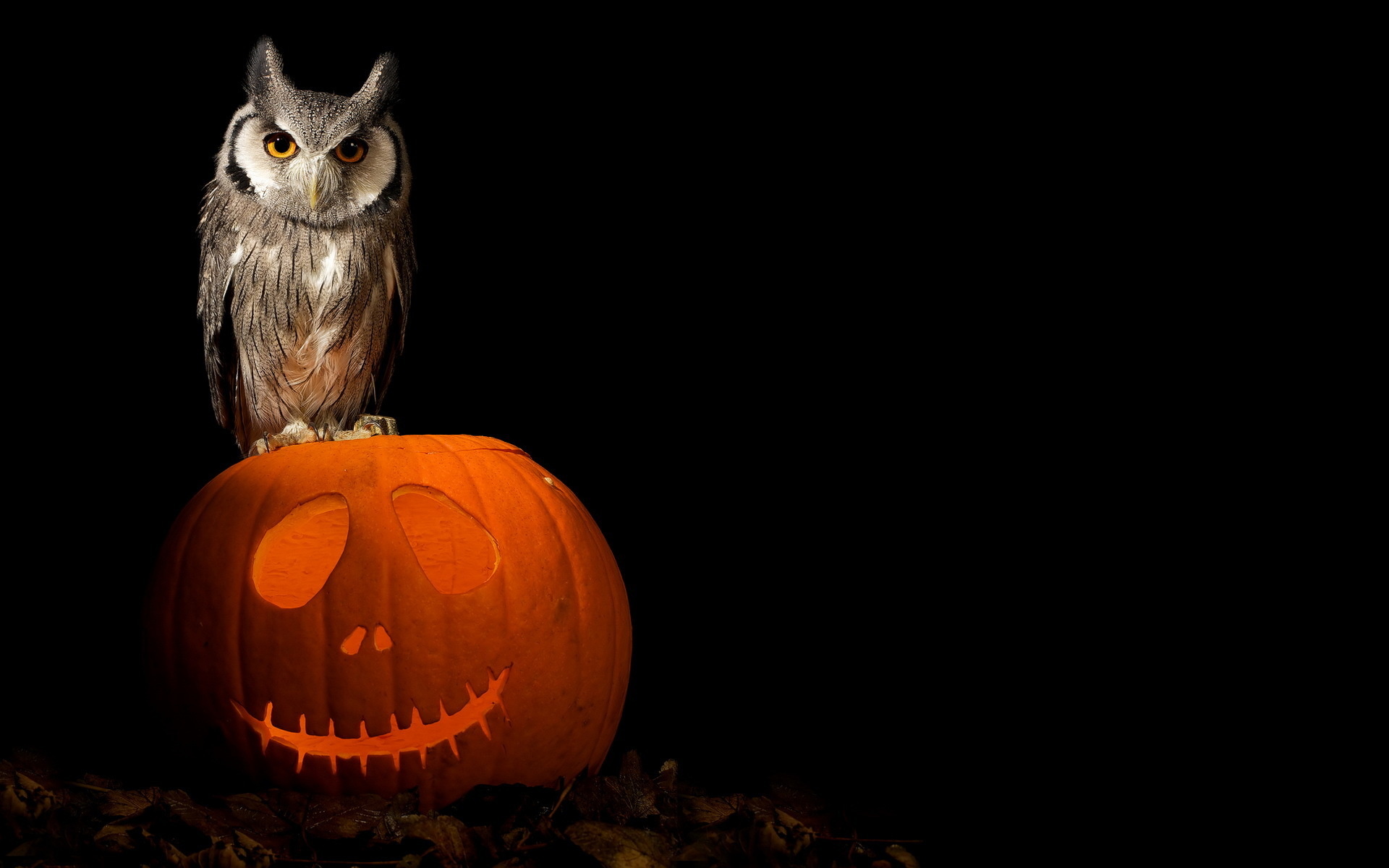 Owl and pumpkin, Halloween Pets Wallpaper, 1920x1200 HD Desktop