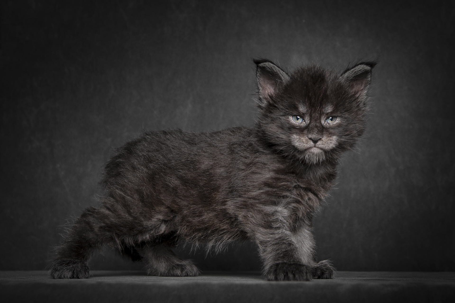 Black smoke, Maine Coon Wallpaper, 1920x1280 HD Desktop