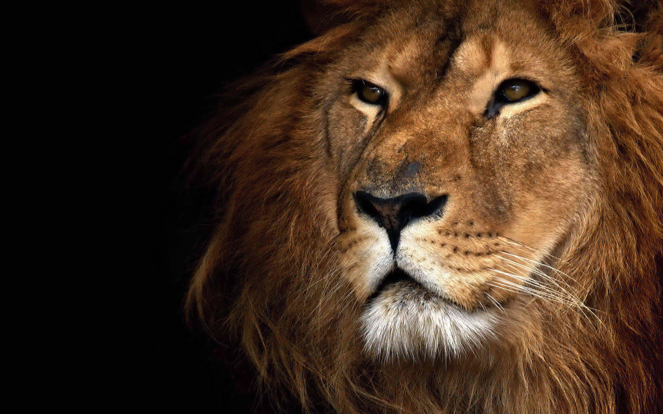 Impressive lion wallpaper, Striking visuals, Mesmerizing details, Captivating presence, 2560x1600 HD Desktop