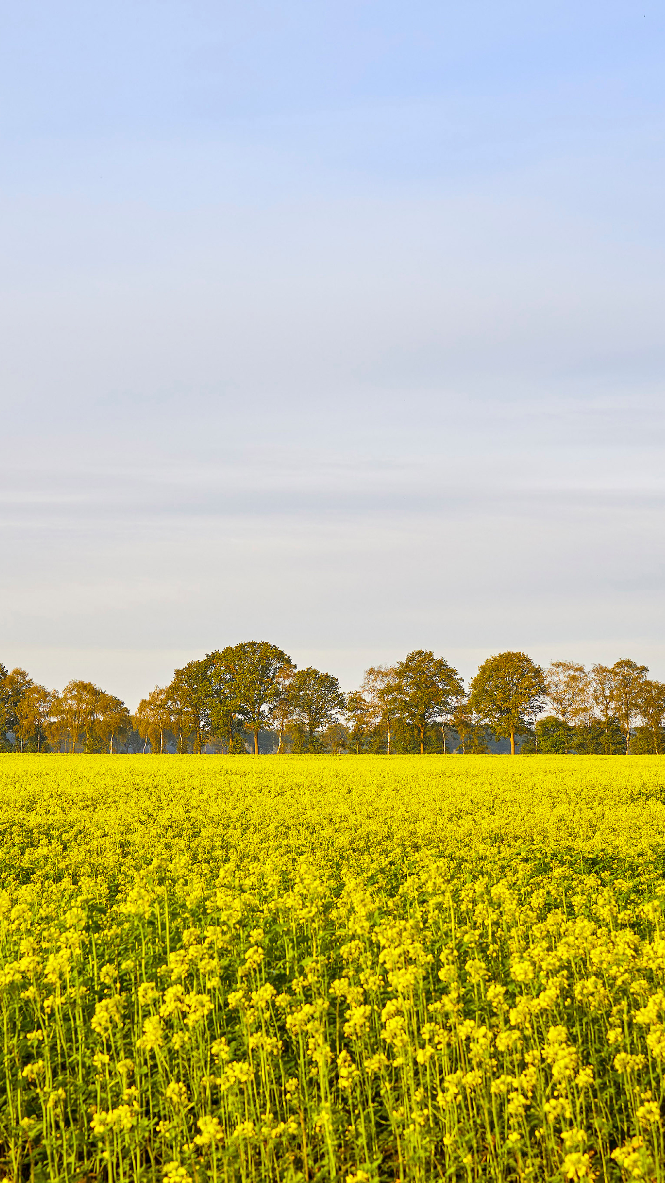 Rapeseed, Farms Wallpaper, 2160x3840 4K Phone