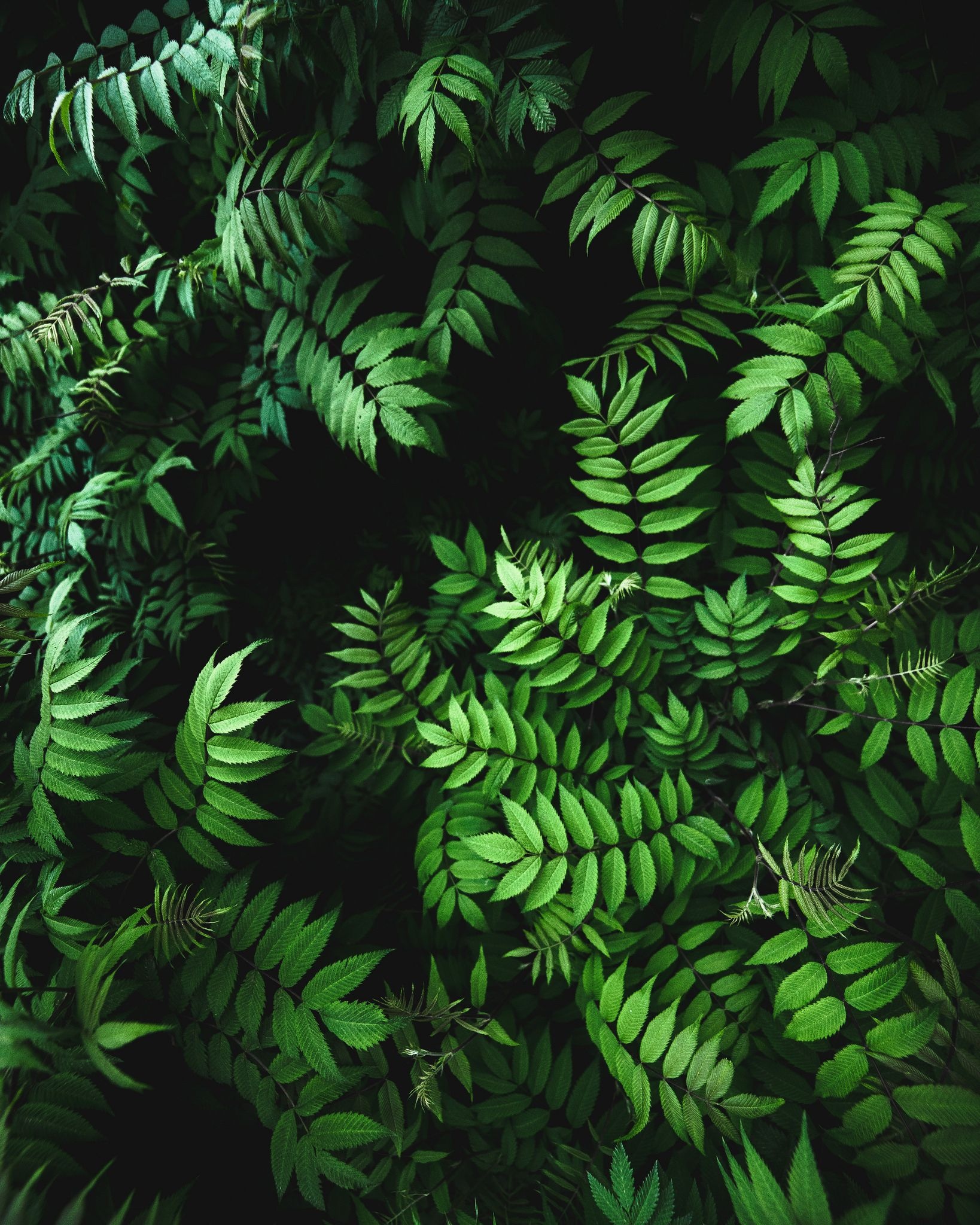 Green leaf wallpaper, Fern wallpaper, Plant wallpaper, Nature's beauty, 1640x2050 HD Phone