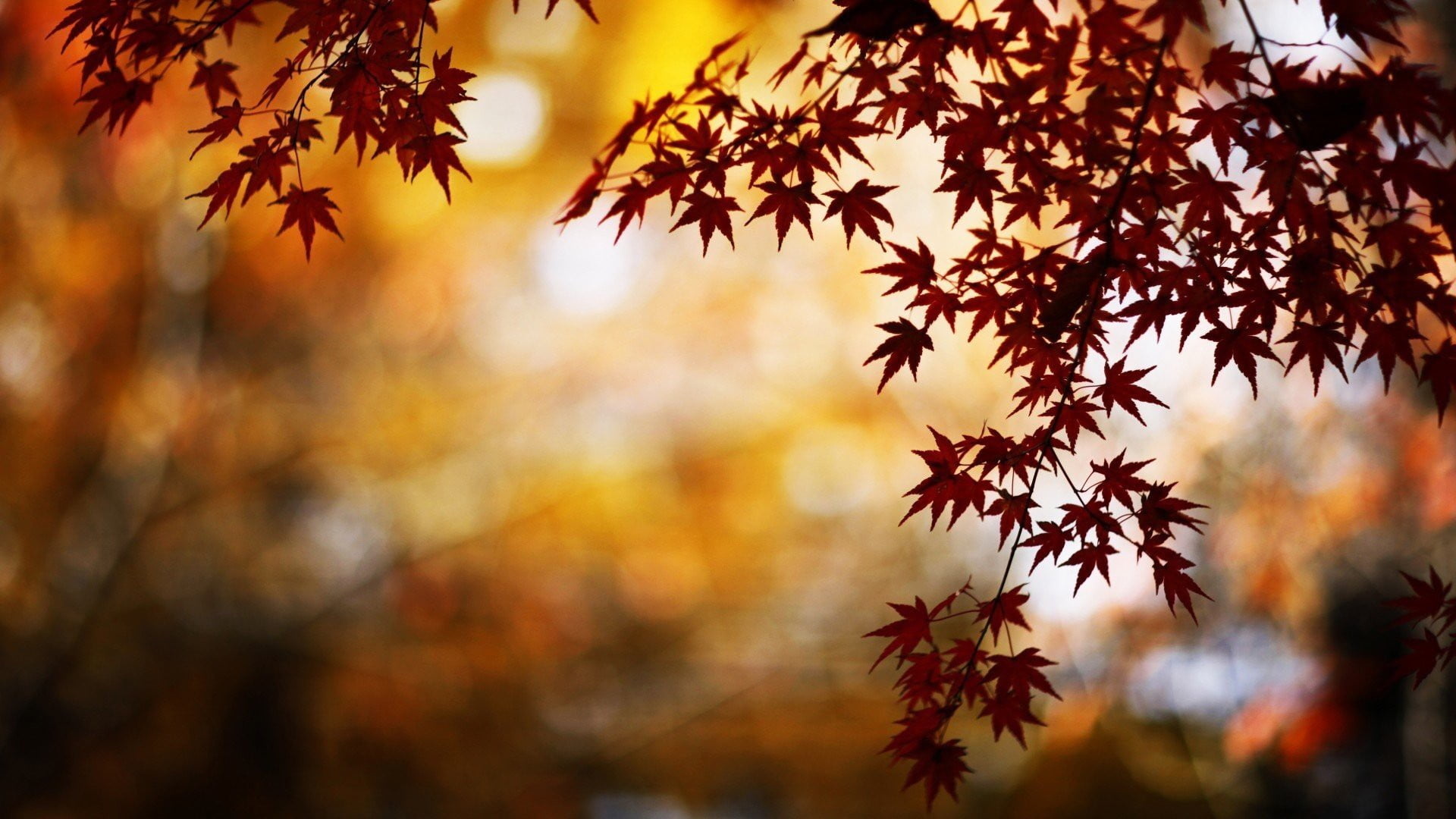 Bokeh photography, Maple tree, HD wallpaper, Dreamy atmosphere, 1920x1080 Full HD Desktop