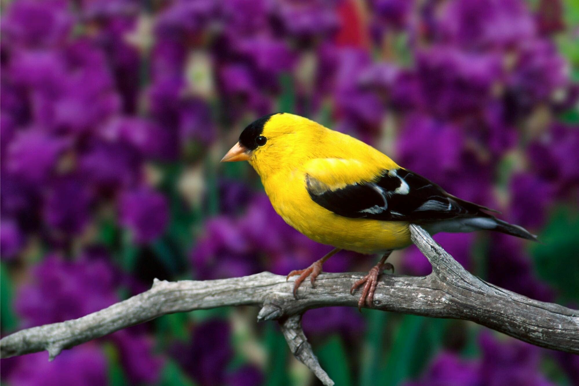 American goldfinch, Birds Wallpaper, 2000x1340 HD Desktop