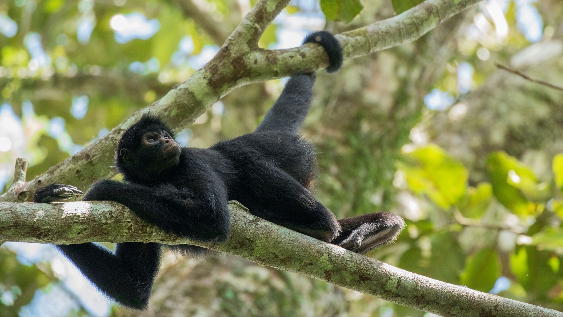 Monkey, rainforest monkeys, wildlife search, South American monkeys, 1920x1080 Full HD Desktop