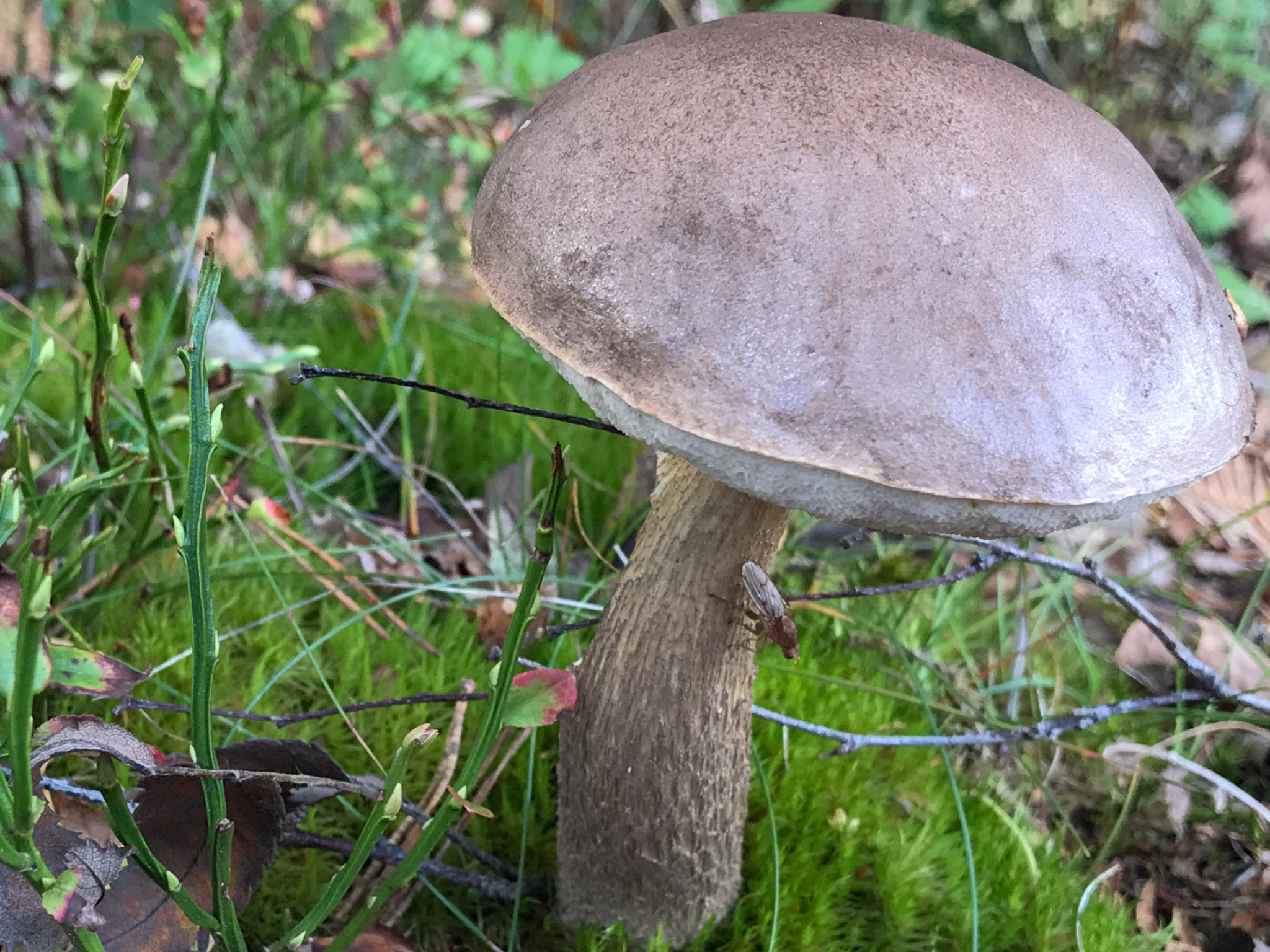 Brown birch boletes, Yarner heath, David at the Hall of Einar, Food, 2050x1540 HD Desktop