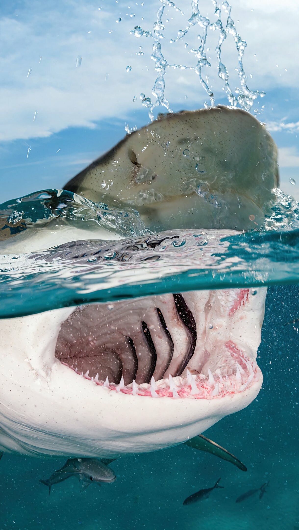 Shark under the water, 4K ultra HD, 1220x2160 HD Phone