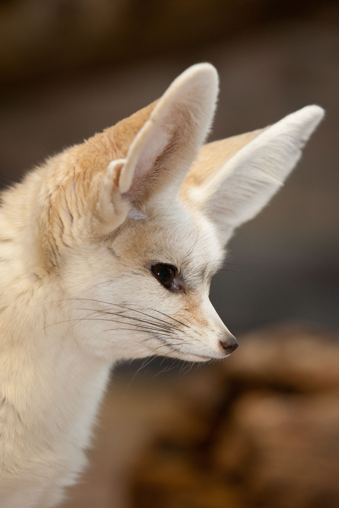 Whiskers, Fennec Fox Wallpaper, 1370x2050 HD Phone