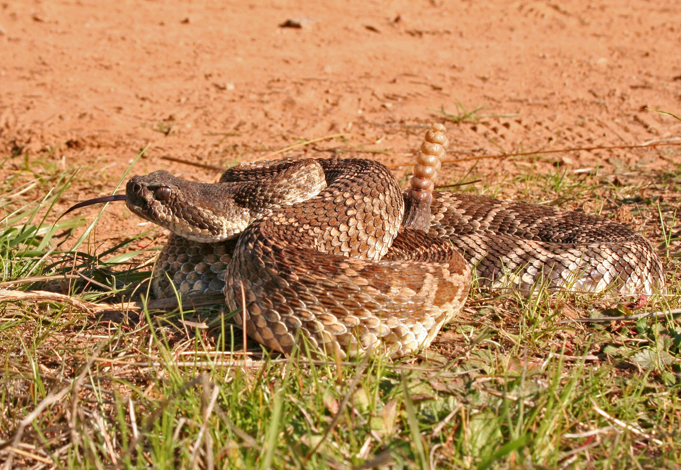 Rattlesnake predator wallpaper, Wildlife imagery, HD backgrounds, High-quality visuals, 2360x1630 HD Desktop