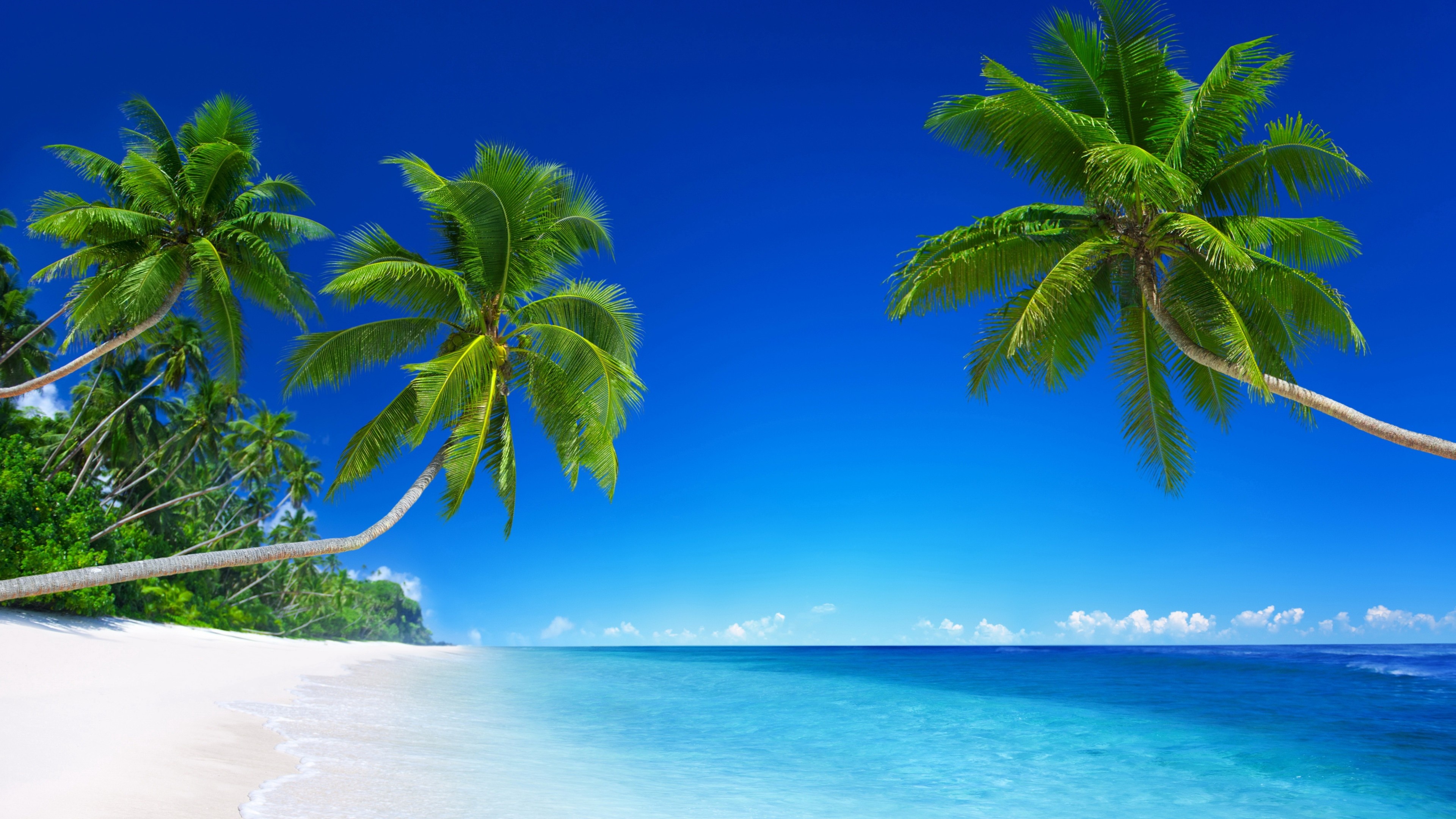 Coconut palm tree, Tropical white sand beach, Turquoise ocean water, 4K Desktop wallpaper