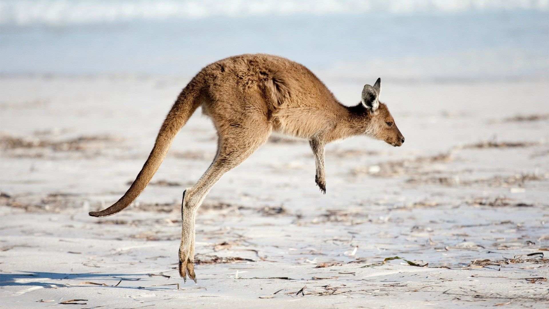 Kangaroo (Animals), Kangaroo wallpaper, Artistic imagery, Nature's charm, 1920x1080 Full HD Desktop