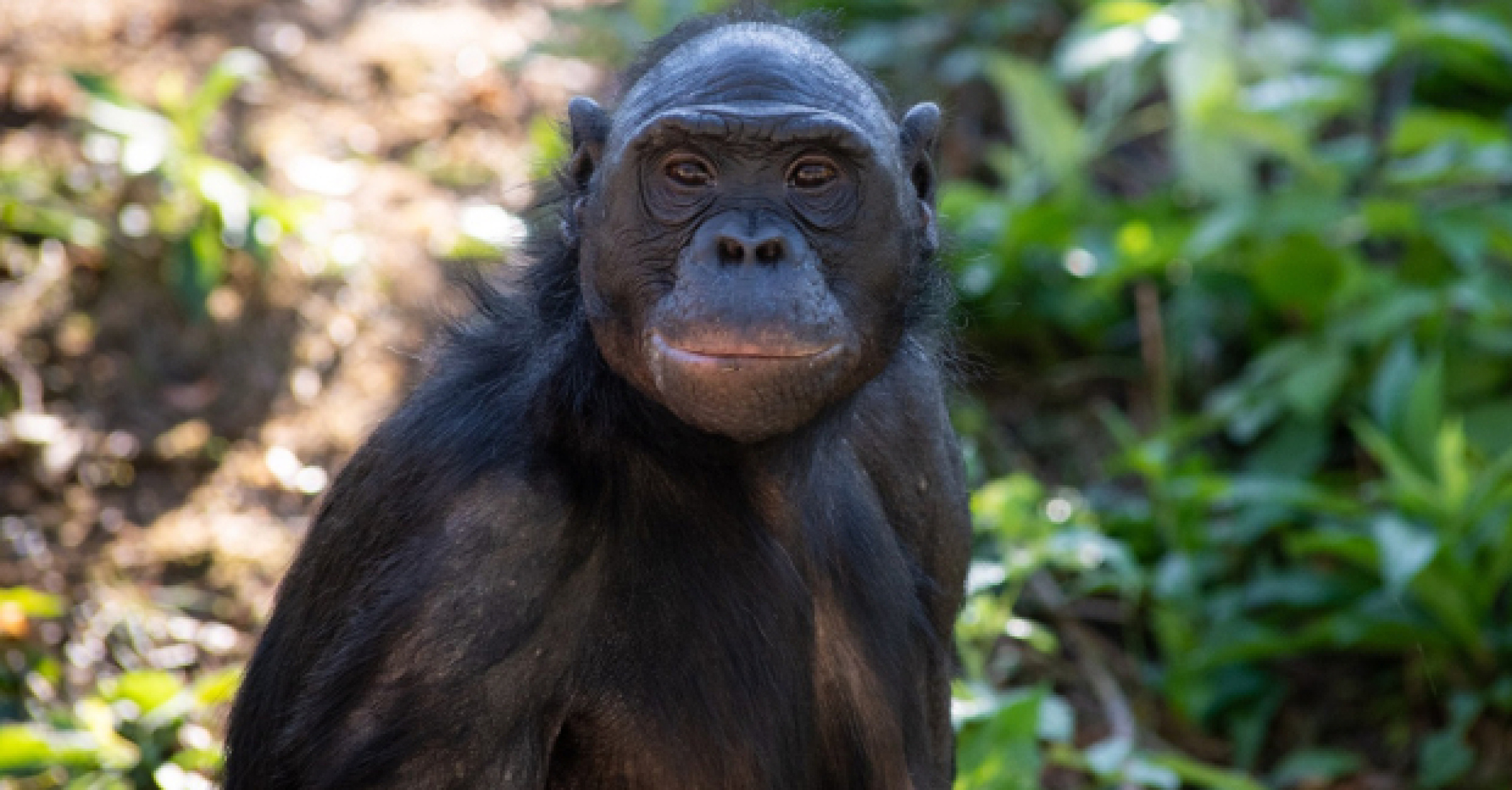 Bonobo, Unga's story at Columbus Zoo, Featured in 'Come From Away', Bonobo legacy at the theater, 2400x1260 HD Desktop