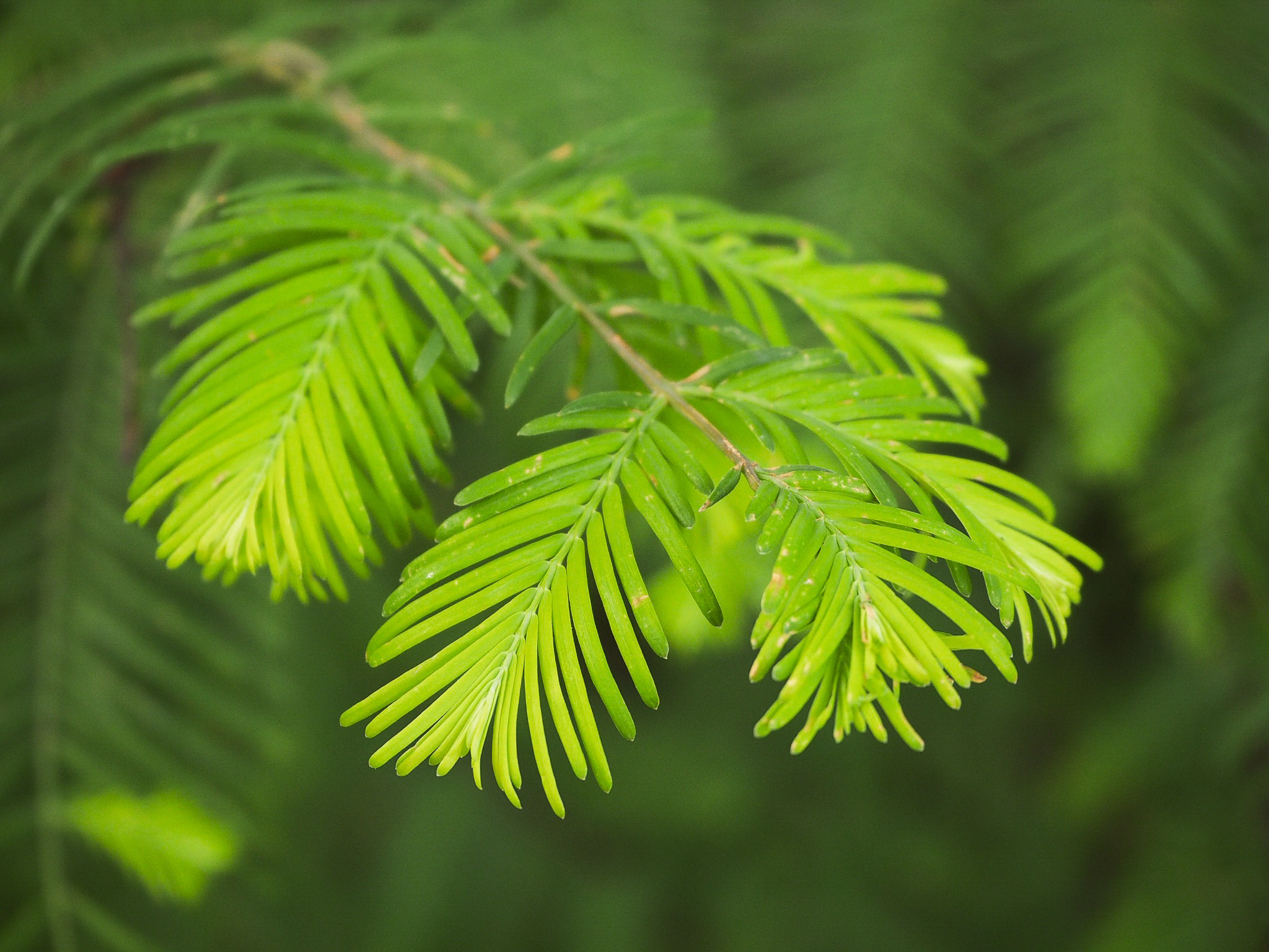 Cypress Tree, Tidewater red, Gulf cypress, Macro leaves, 2050x1540 HD Desktop