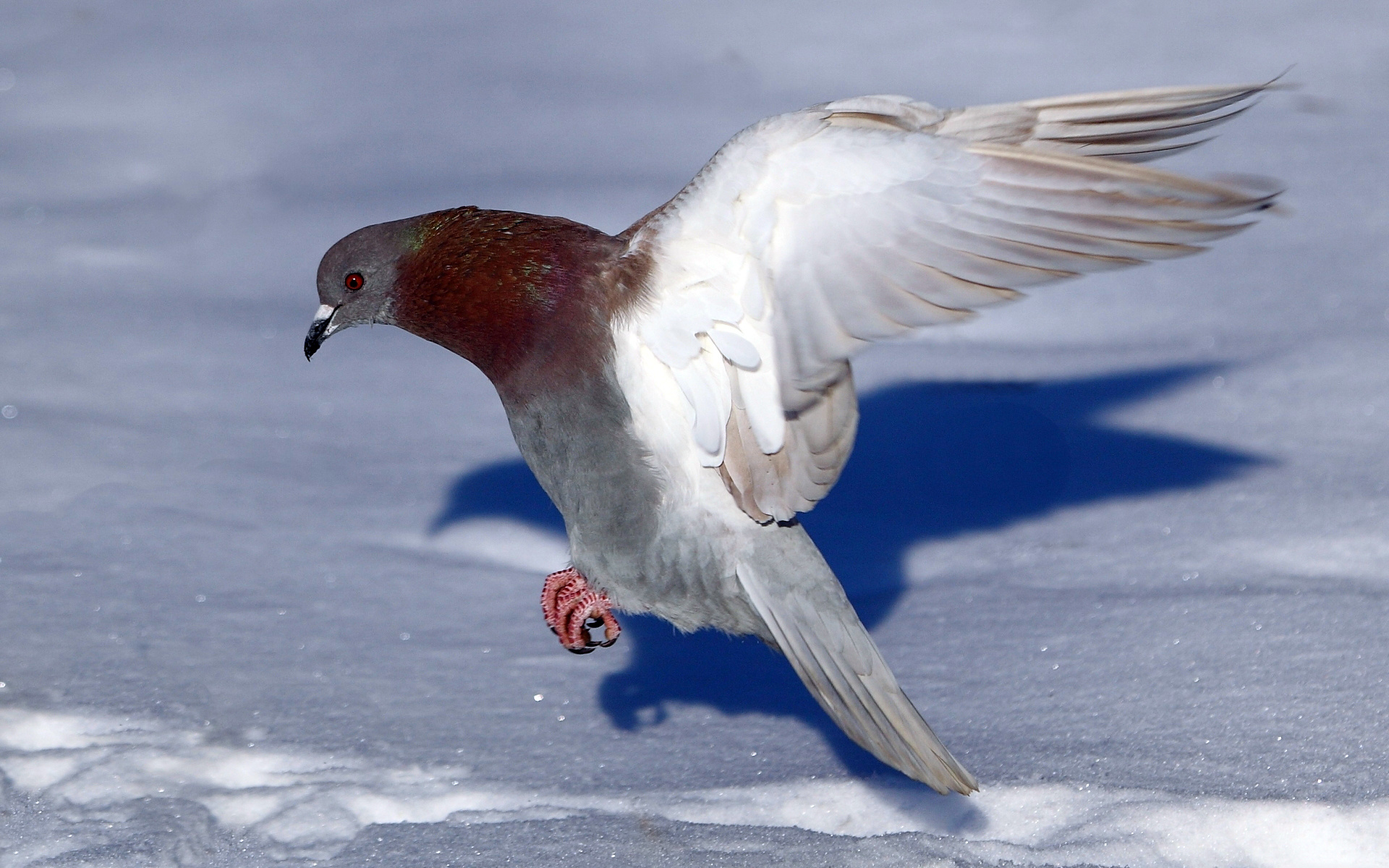 Pigeon wallpaper, High-definition image, Aesthetic backdrop, Avian charm, 1920x1200 HD Desktop