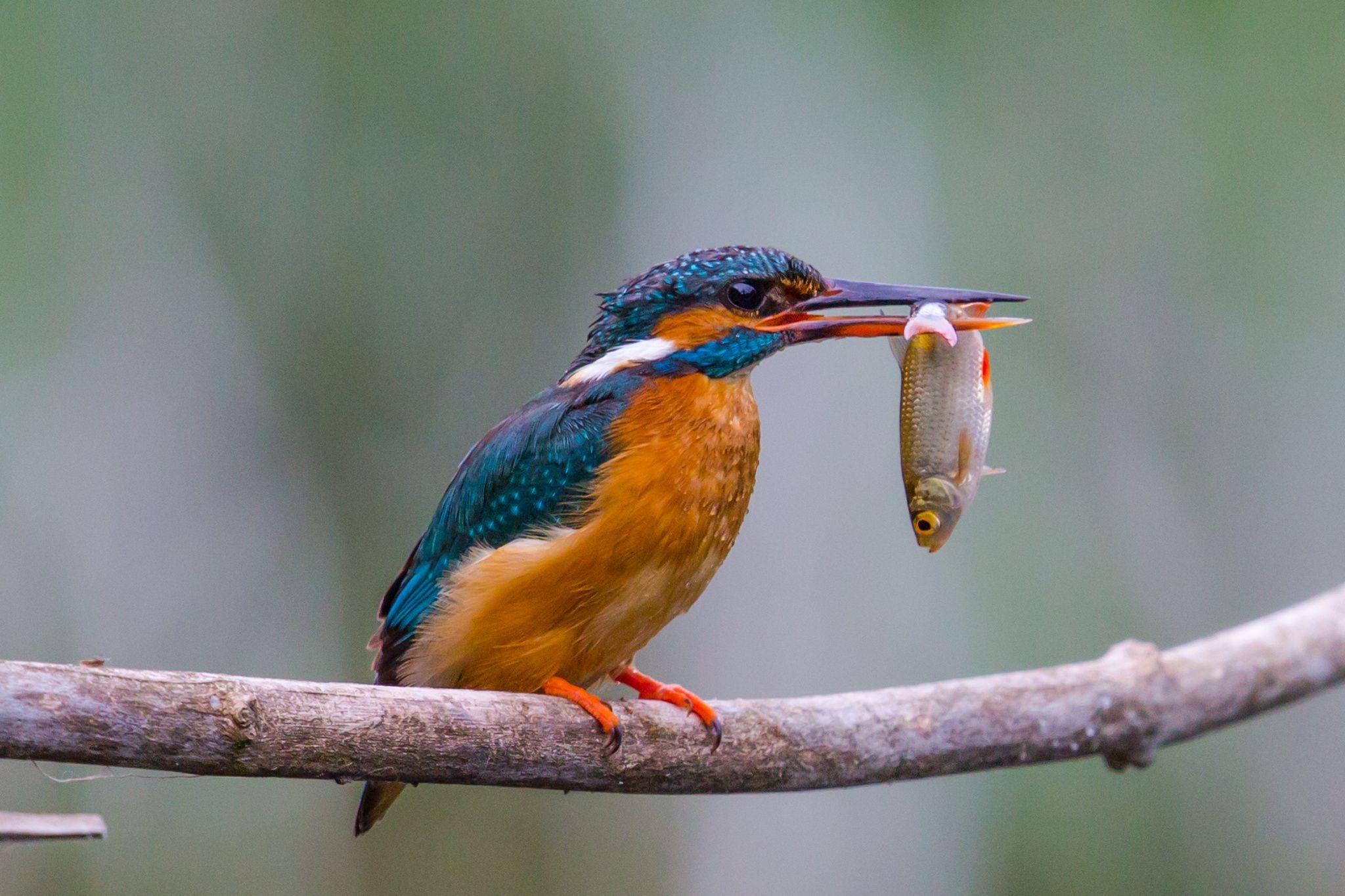 Kingfisher, Symbolic meaning, Totem spirit, Beautiful bird, 2050x1370 HD Desktop