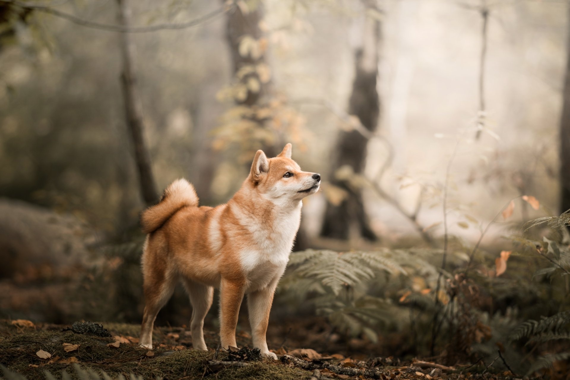 Hokkaido Dog, 4k shiba inu, Wallpapers hintergrnde, 1920x1280 HD Desktop