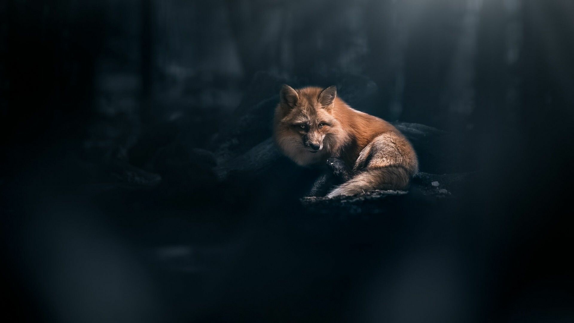 Dark fox wallpapers, Mysterious aura, Nighttime beauty, Enigmatic creature, 1920x1080 Full HD Desktop