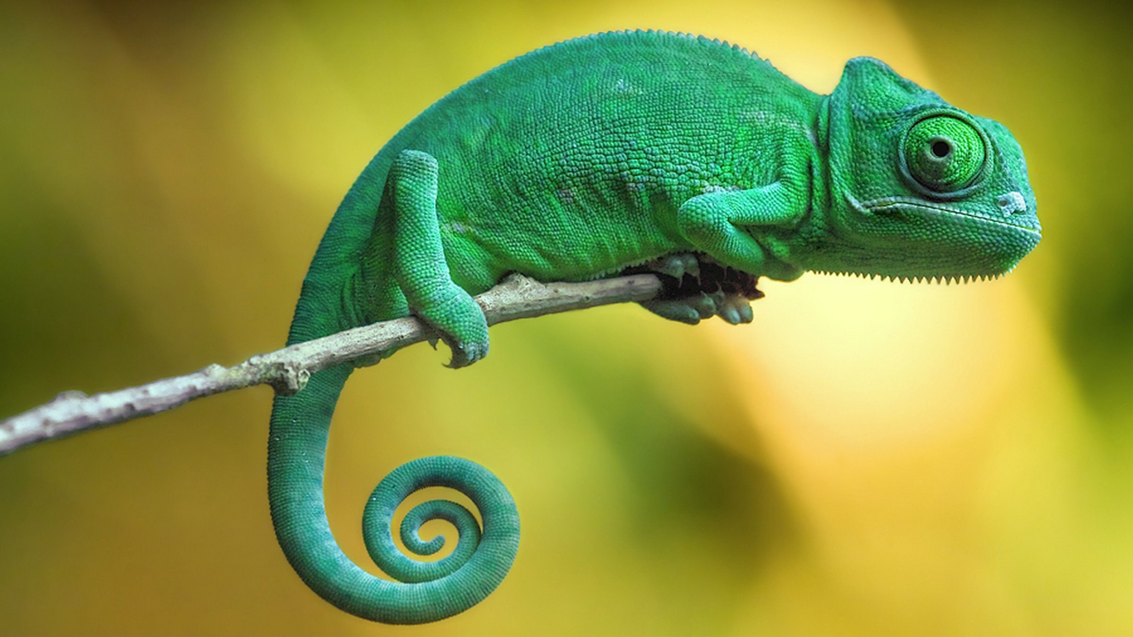 4k chameleon popular backgrounds, 3840x2160 4K Desktop