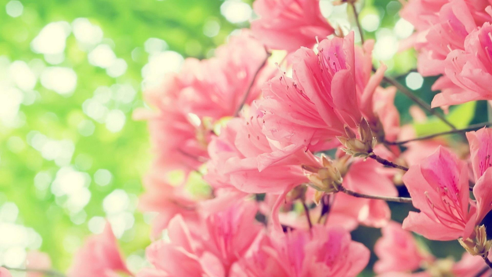 Pink azalea blossoms, Blooming floral branches, Sunlit green bokeh, Full HD Desktop wallpaper